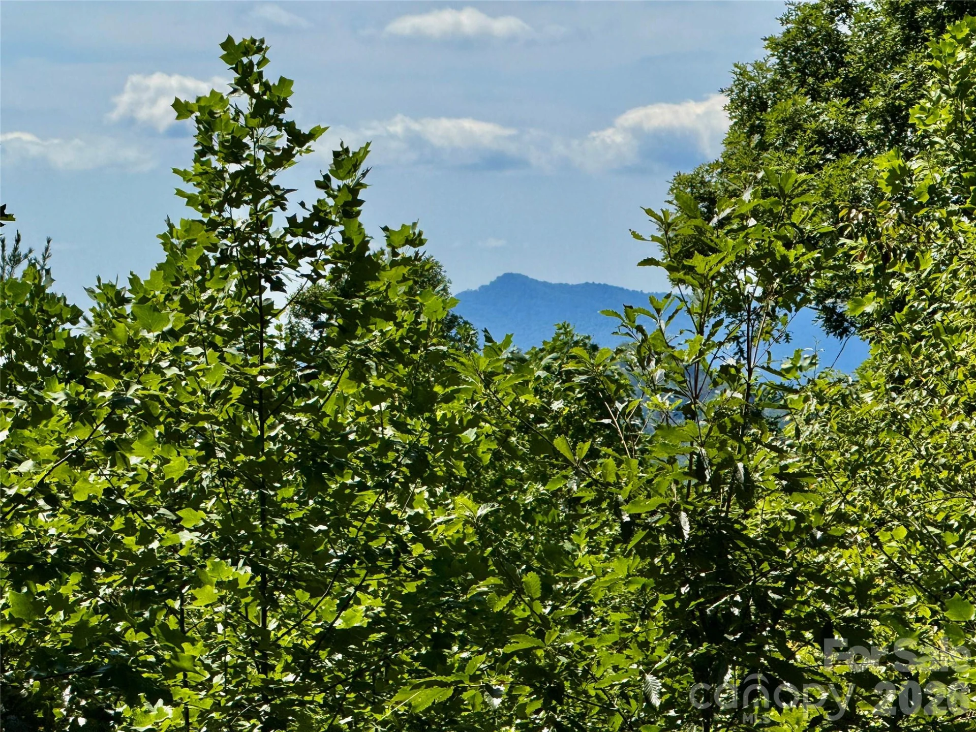 5 Hibiscus Court #5 - Photo 12