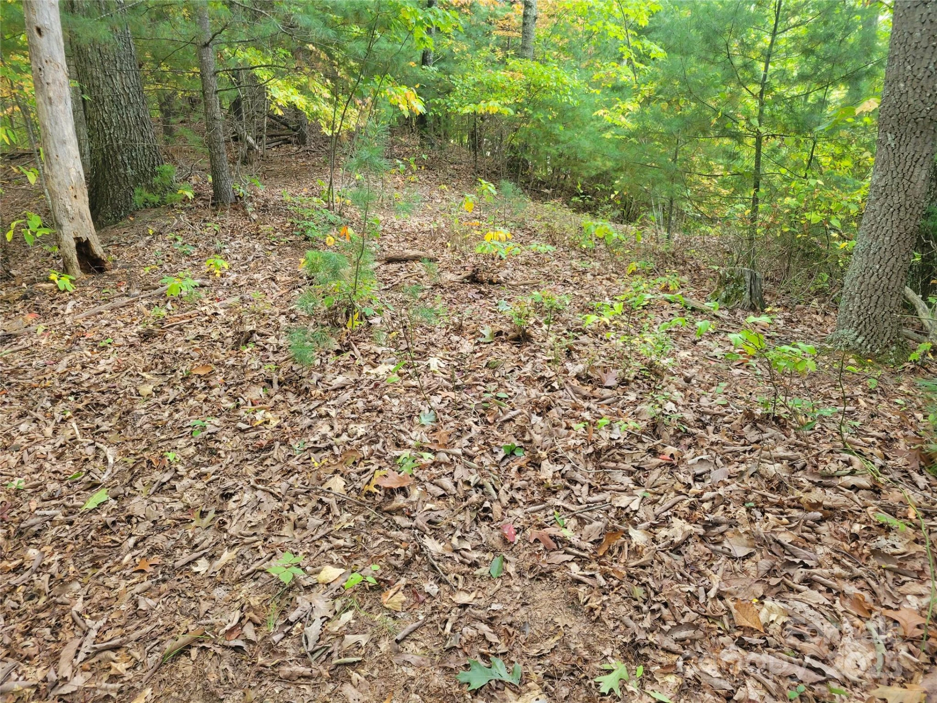 0 Pinewood Drive #5 - Photo 4