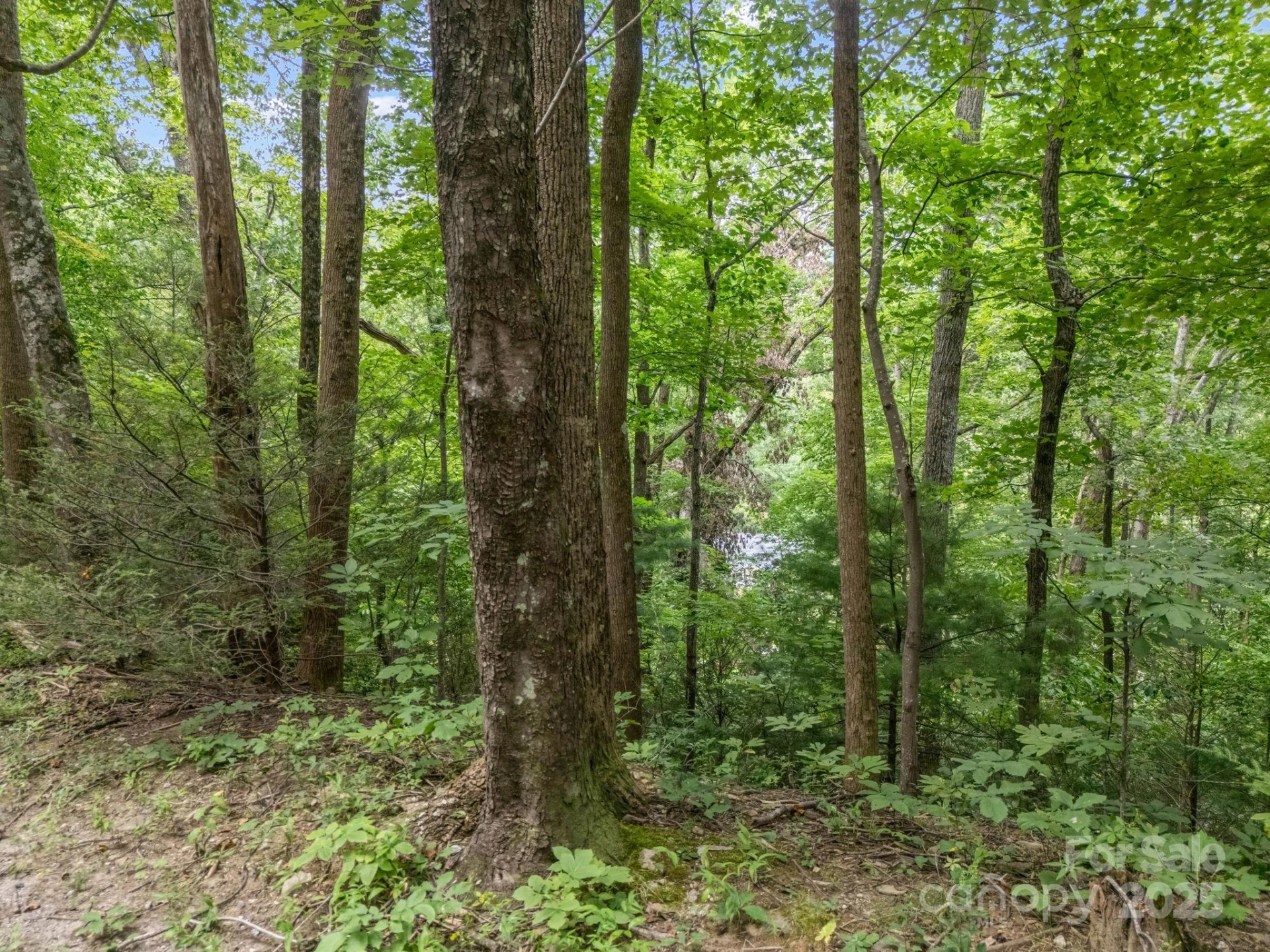 00 Mistletoe Park - Photo 4