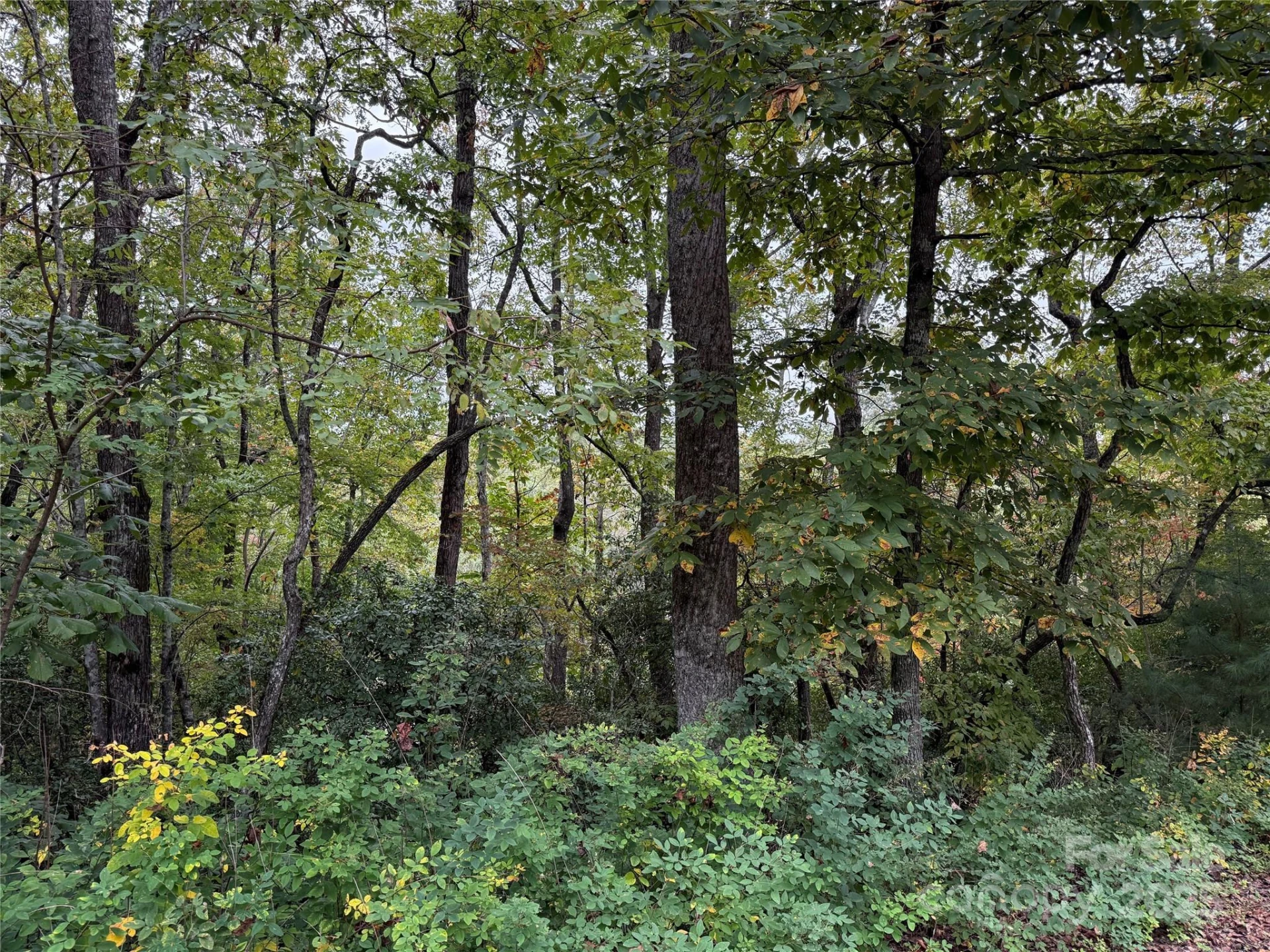 TDB Fern Cove Lane #44 - Photo 11