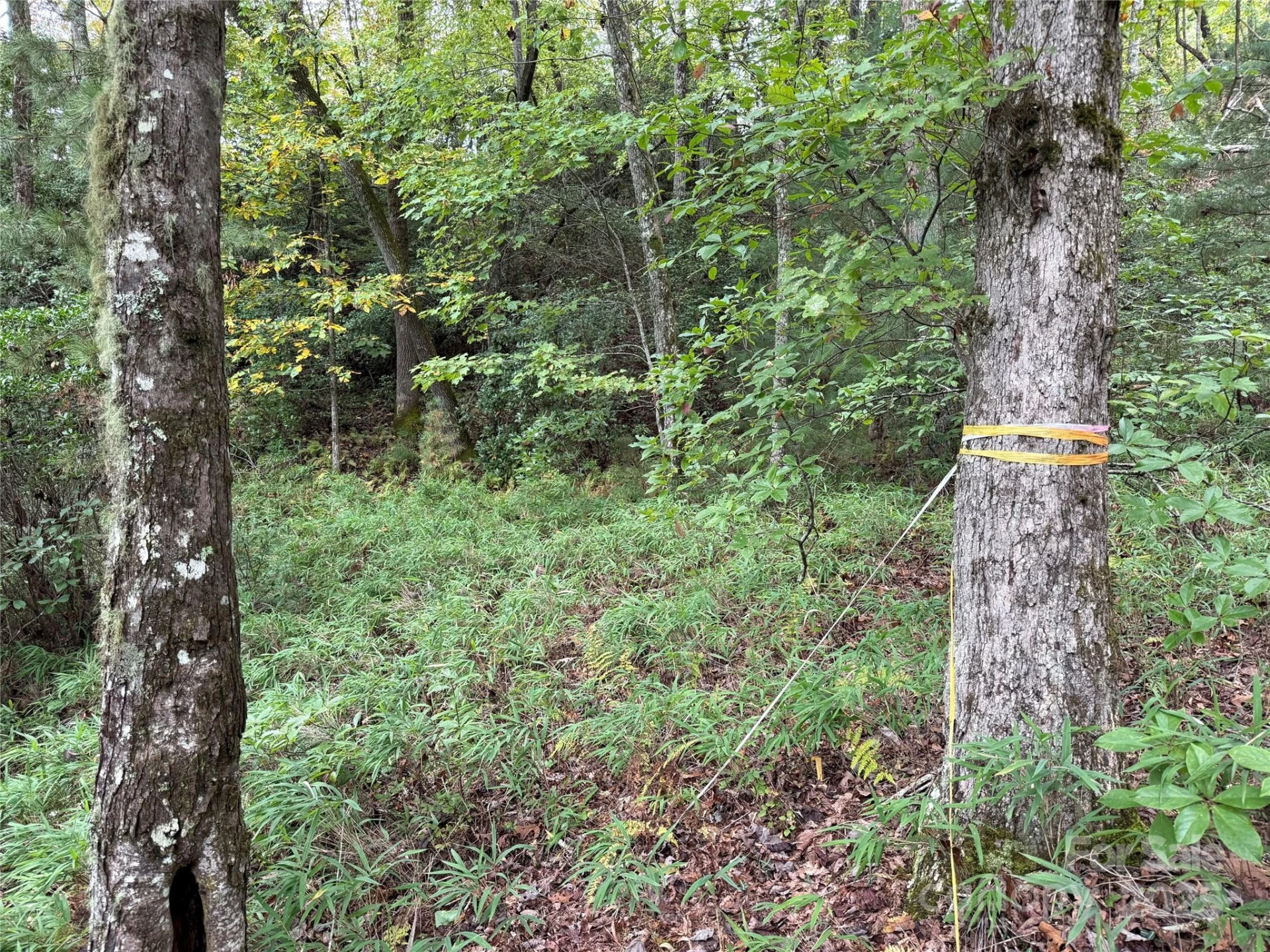 TDB Fern Cove Lane #44 - Photo 5