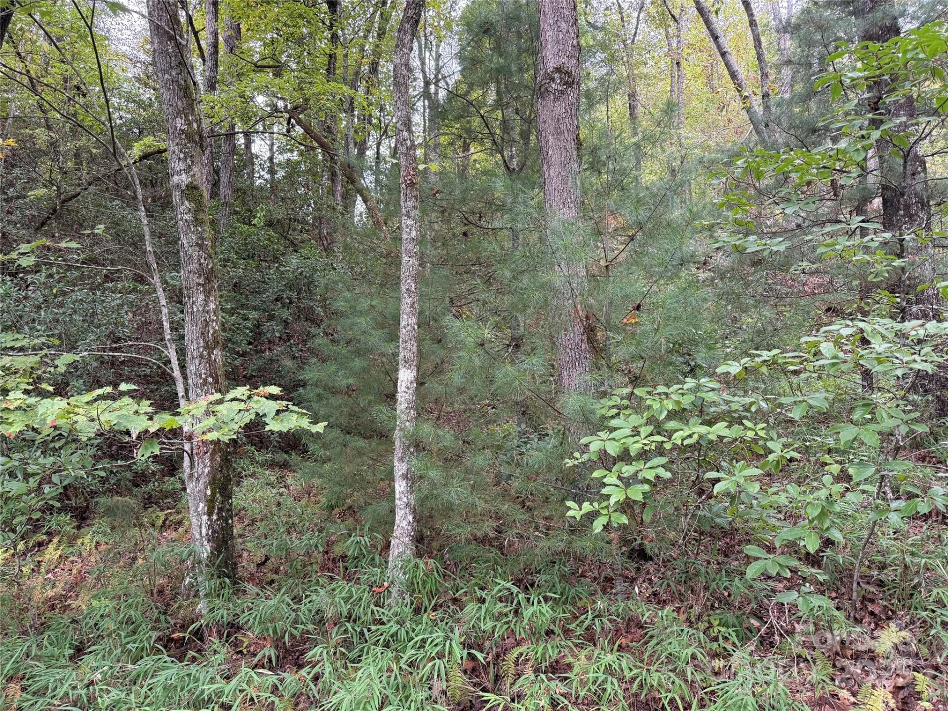 TDB Fern Cove Lane #44 - Photo 7