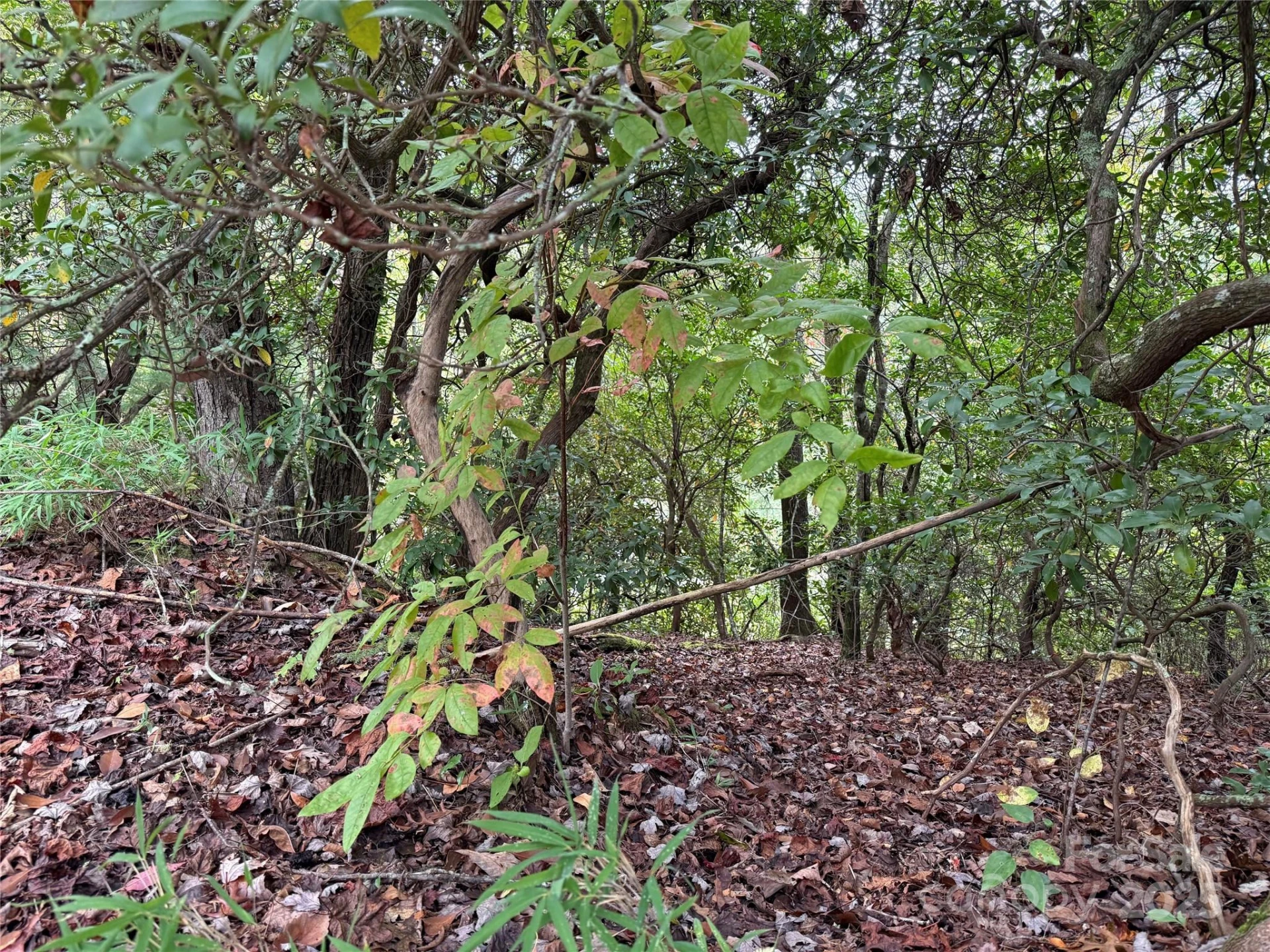 TDB Fern Cove Lane #44 - Photo 8
