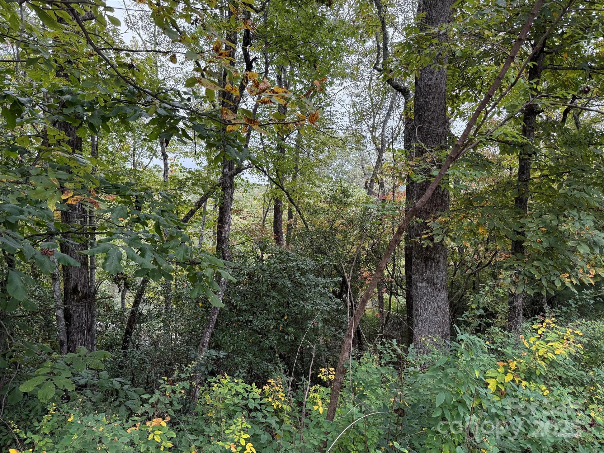 TDB Fern Cove Lane #44 - Photo 10