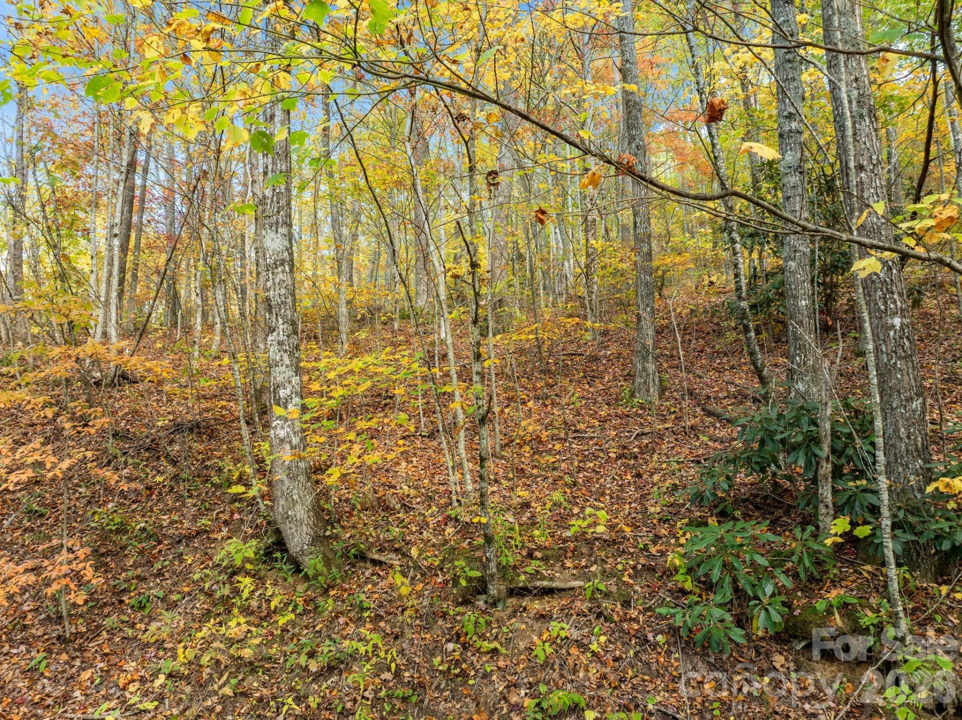 99999 Lytle Cove Road - Photo 9