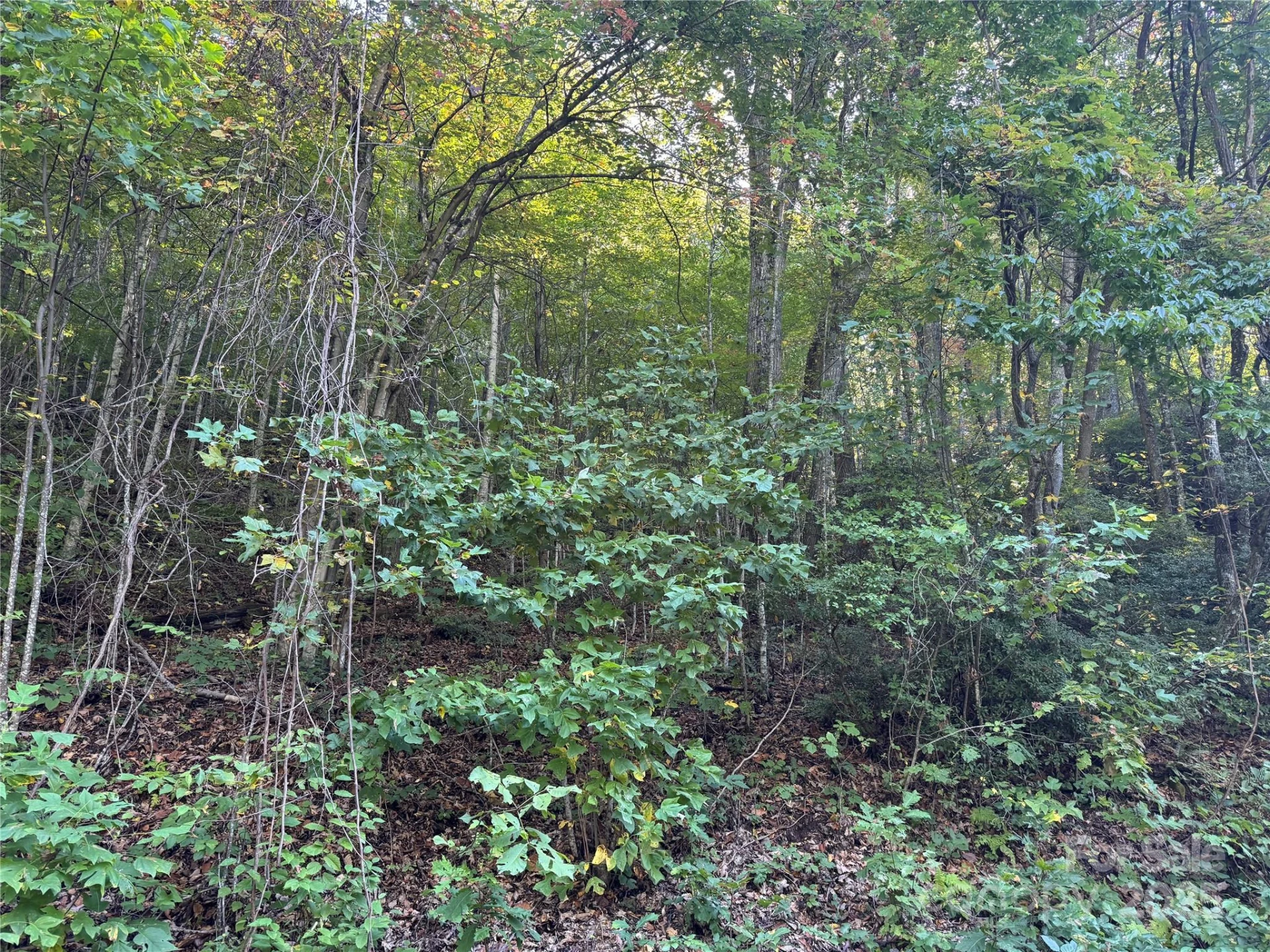 999 Red Oak Forest Road - Photo 2