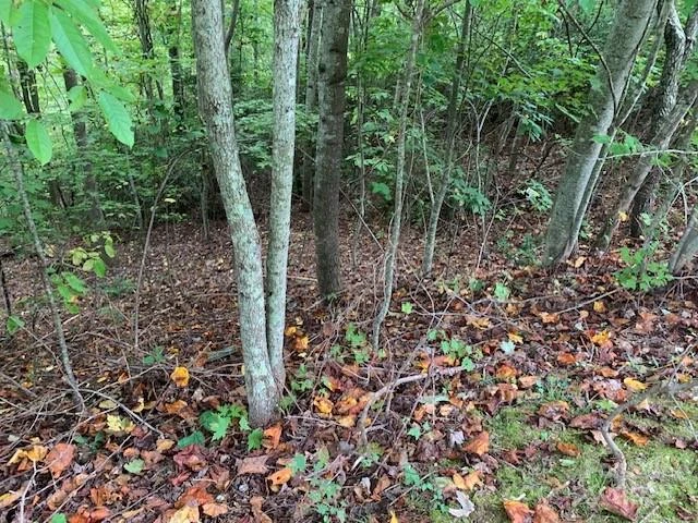 105 CROSSVINE Trail #15 - Photo 17