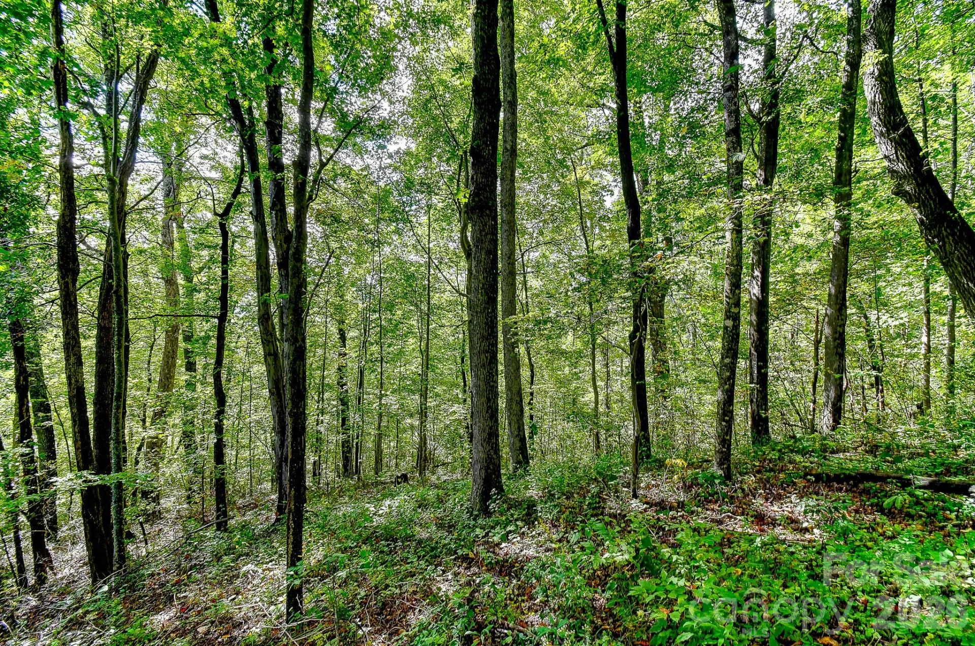 99999 Forest Brook Drive - Photo 8