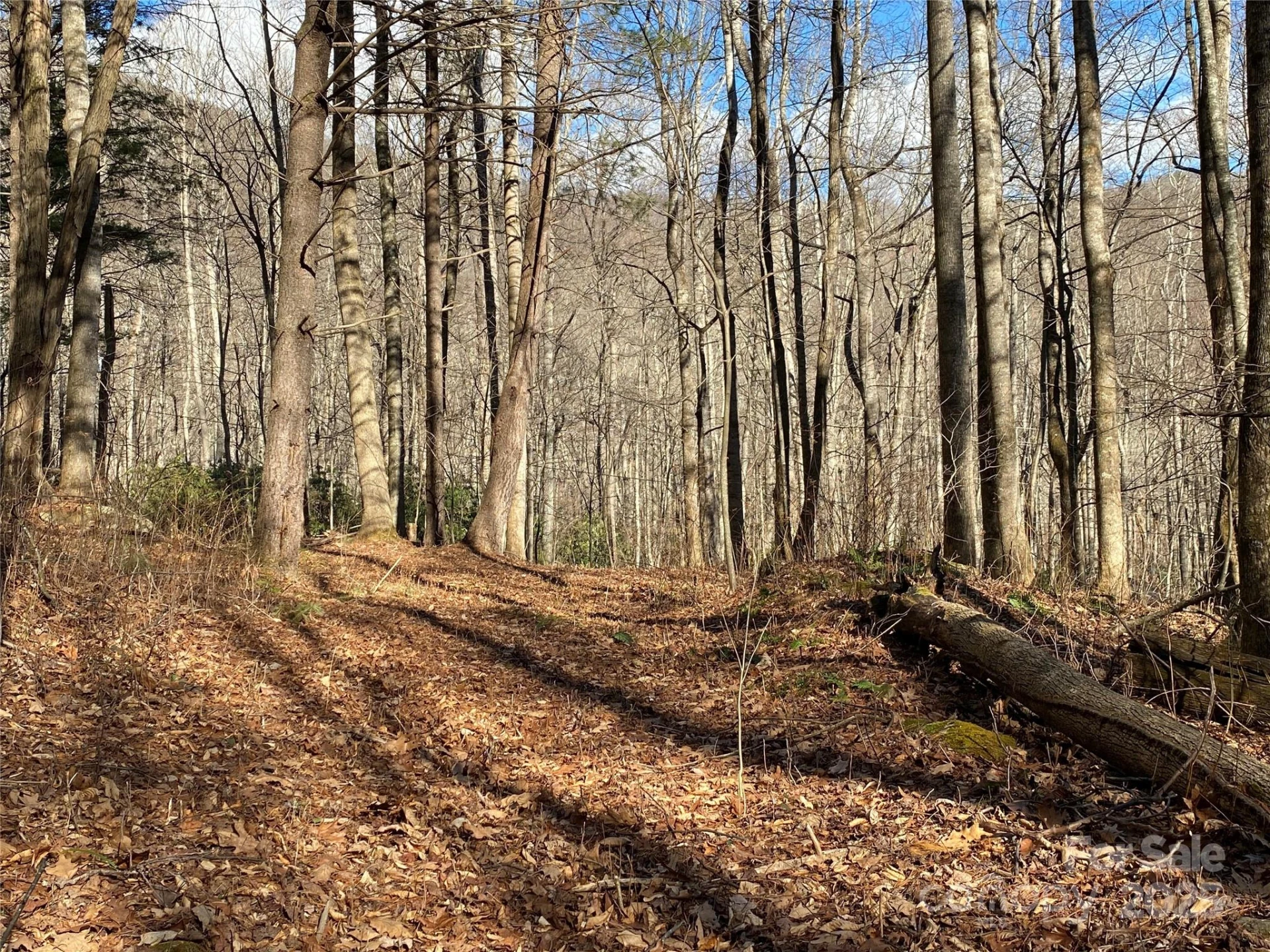 12 Laurel Branch Drive - Photo 15