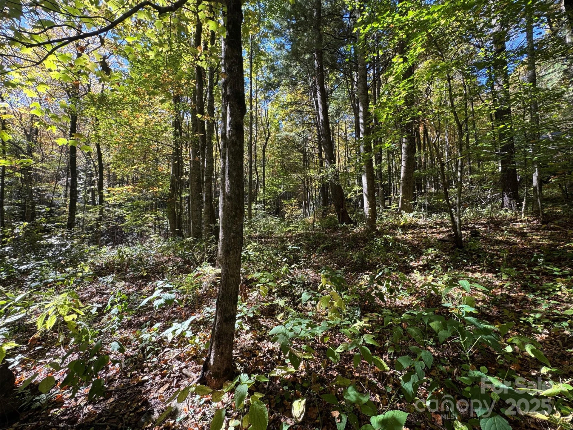 12 Laurel Branch Drive - Photo 6