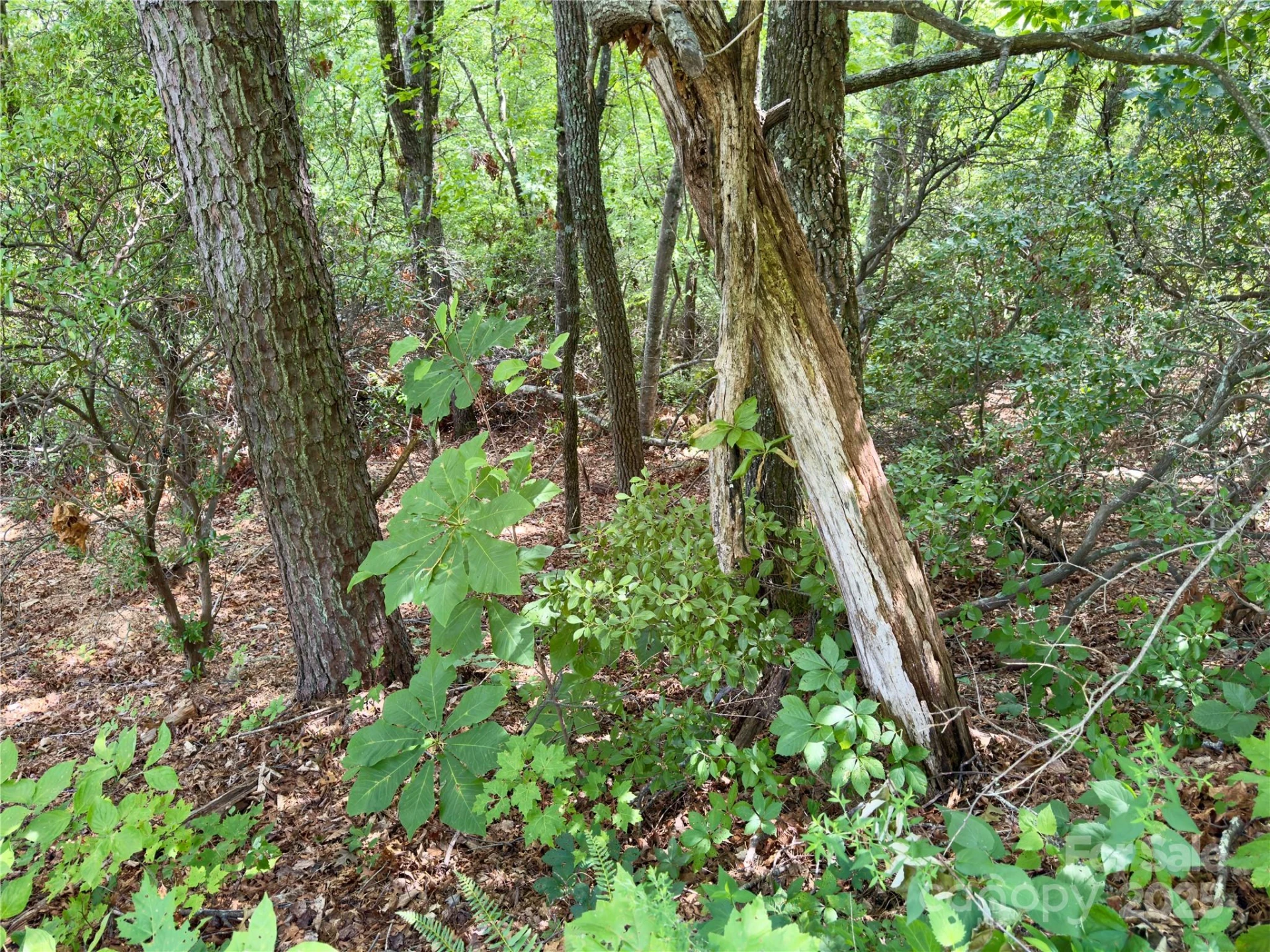 94 Galax Drive #T-44 - Photo 6