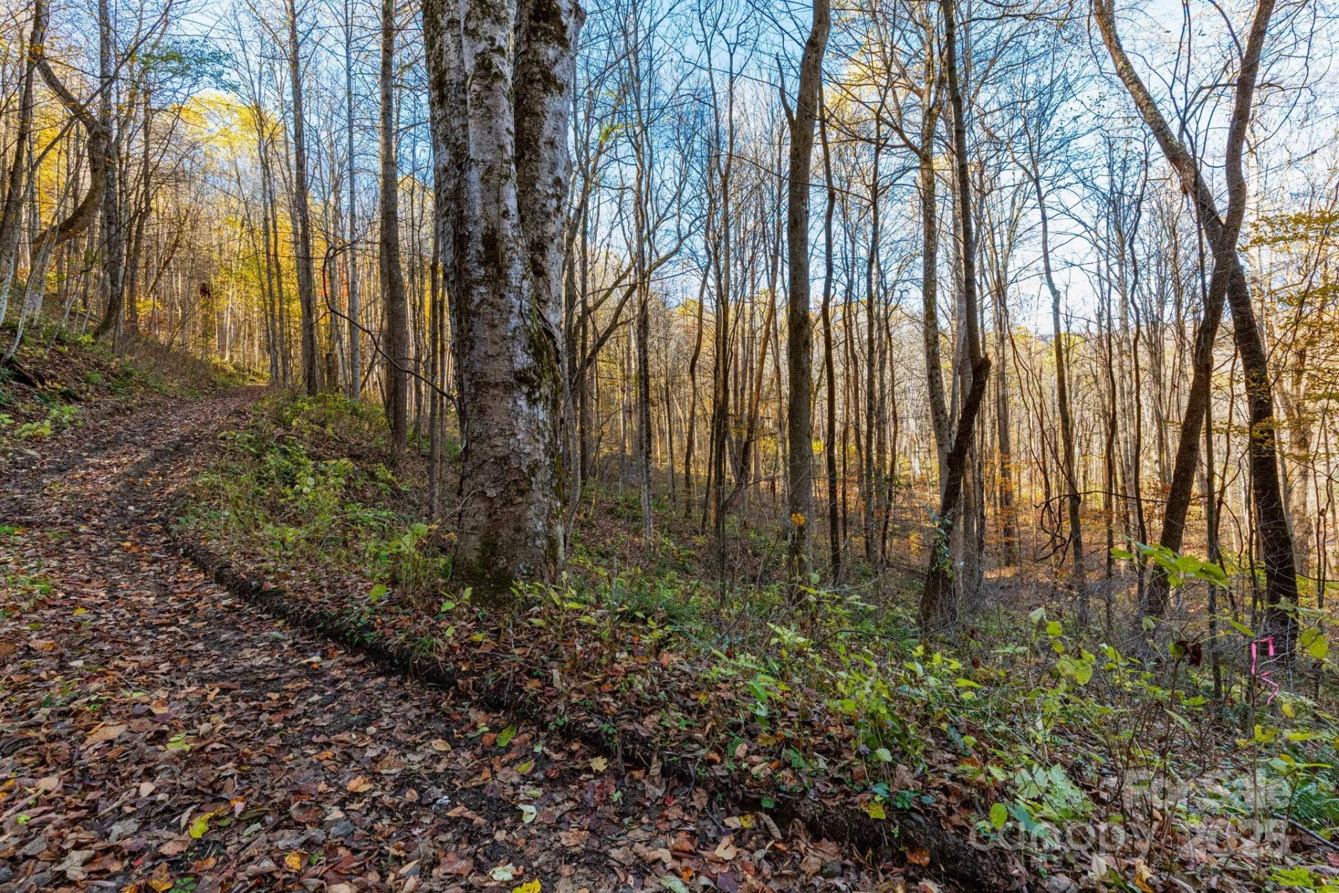TBD Appaloosa Trail - Photo 14
