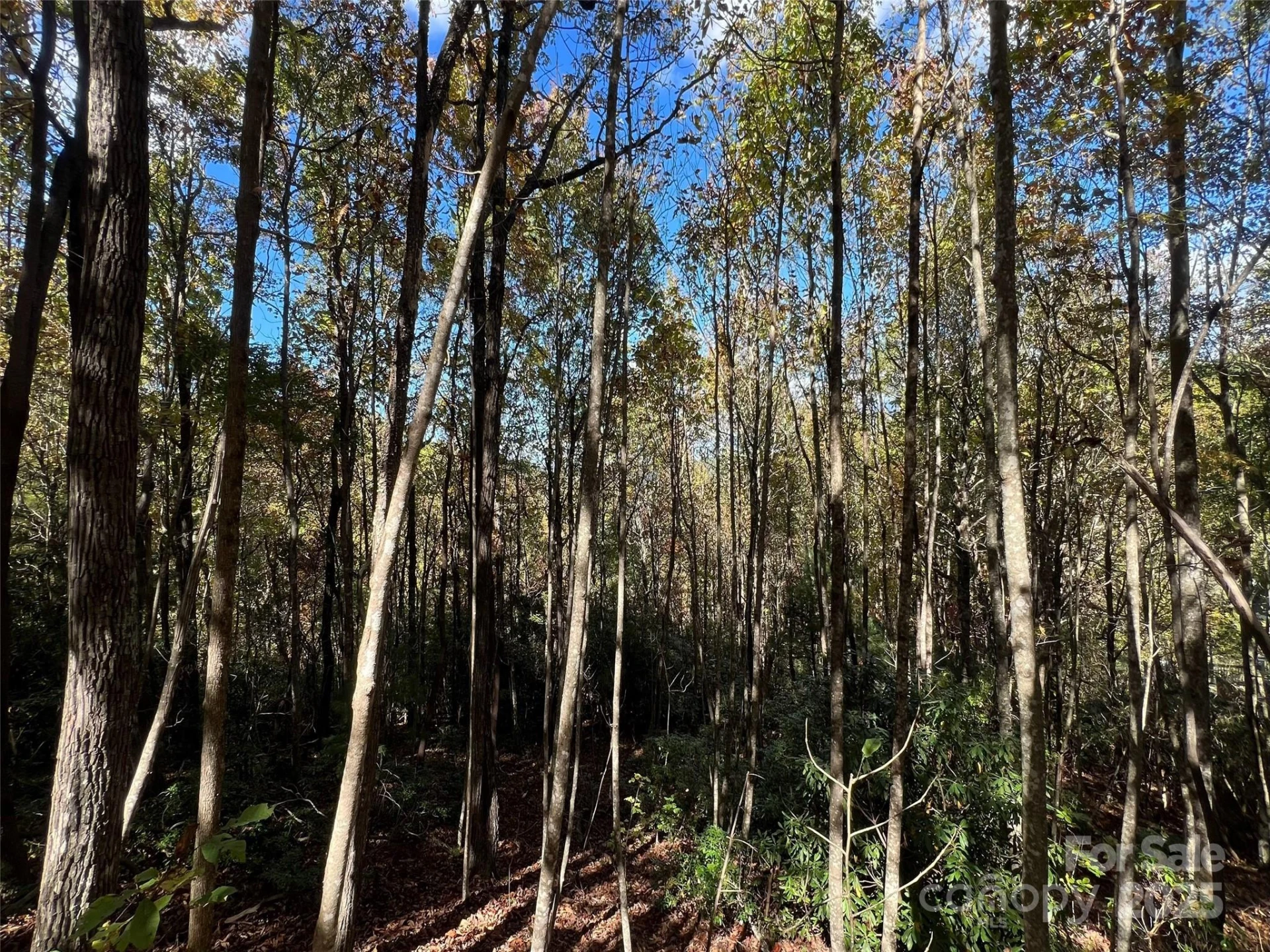 0 Wild Magnolia Way #46 - Photo 5