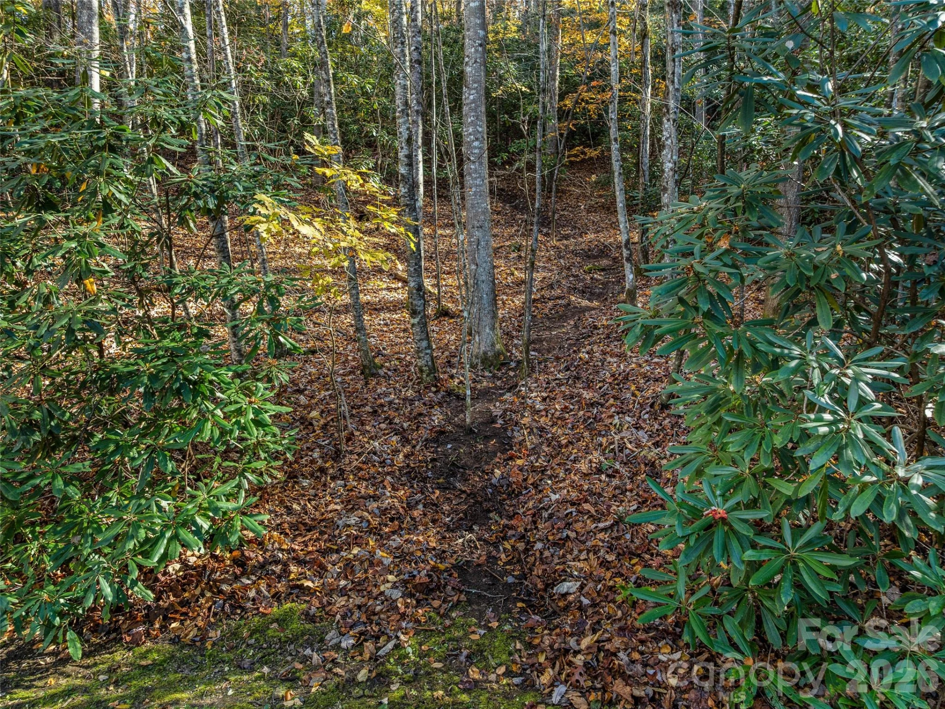 241 Skye Drive - Photo 4