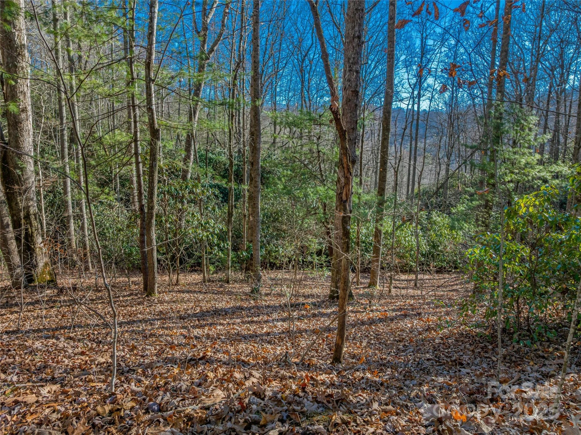TBD Ladys Fern Trail #9 - Photo 8