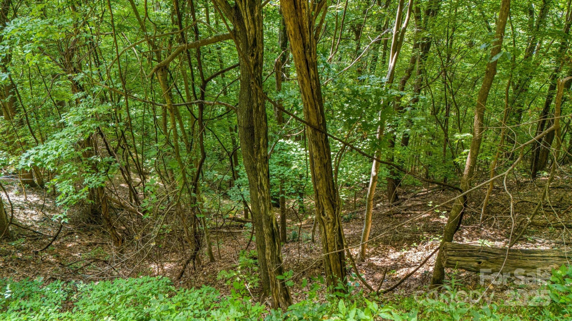 Lot 21 Cat Pen Branch Road - Photo 15