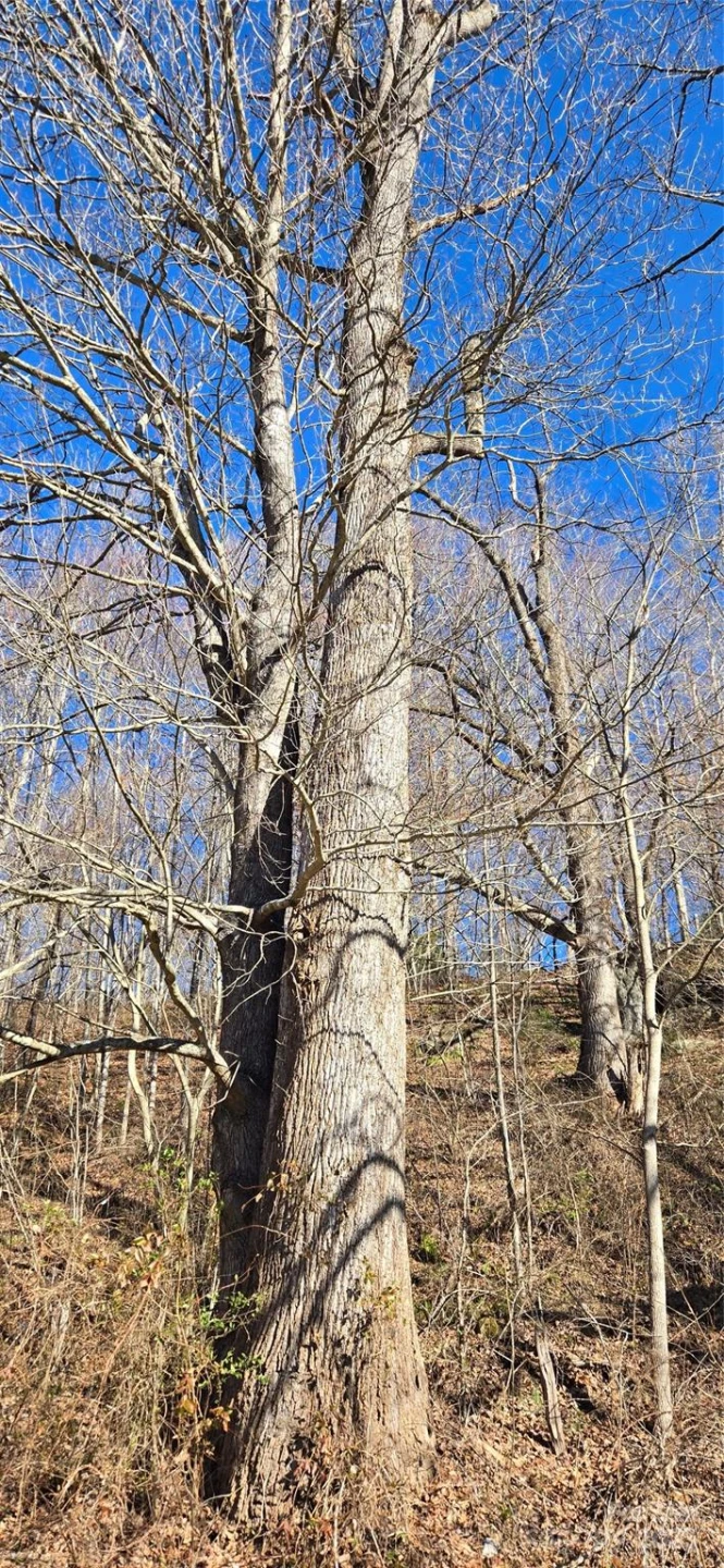 Lot 1 Turtle Rock Lane - Photo 13