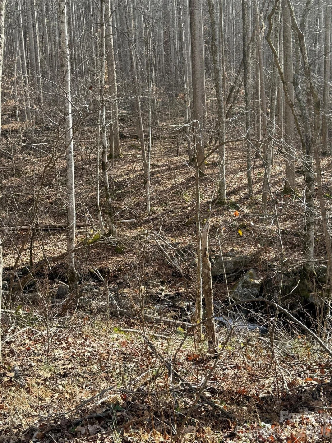 00000 Martins Creek Road - Photo 3