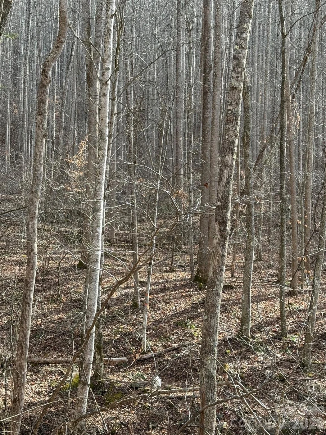 00000 Martins Creek Road - Photo 4