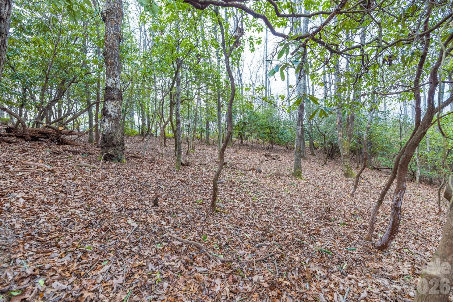 Tract 1 Turtle Ridge Trail - Photo 6