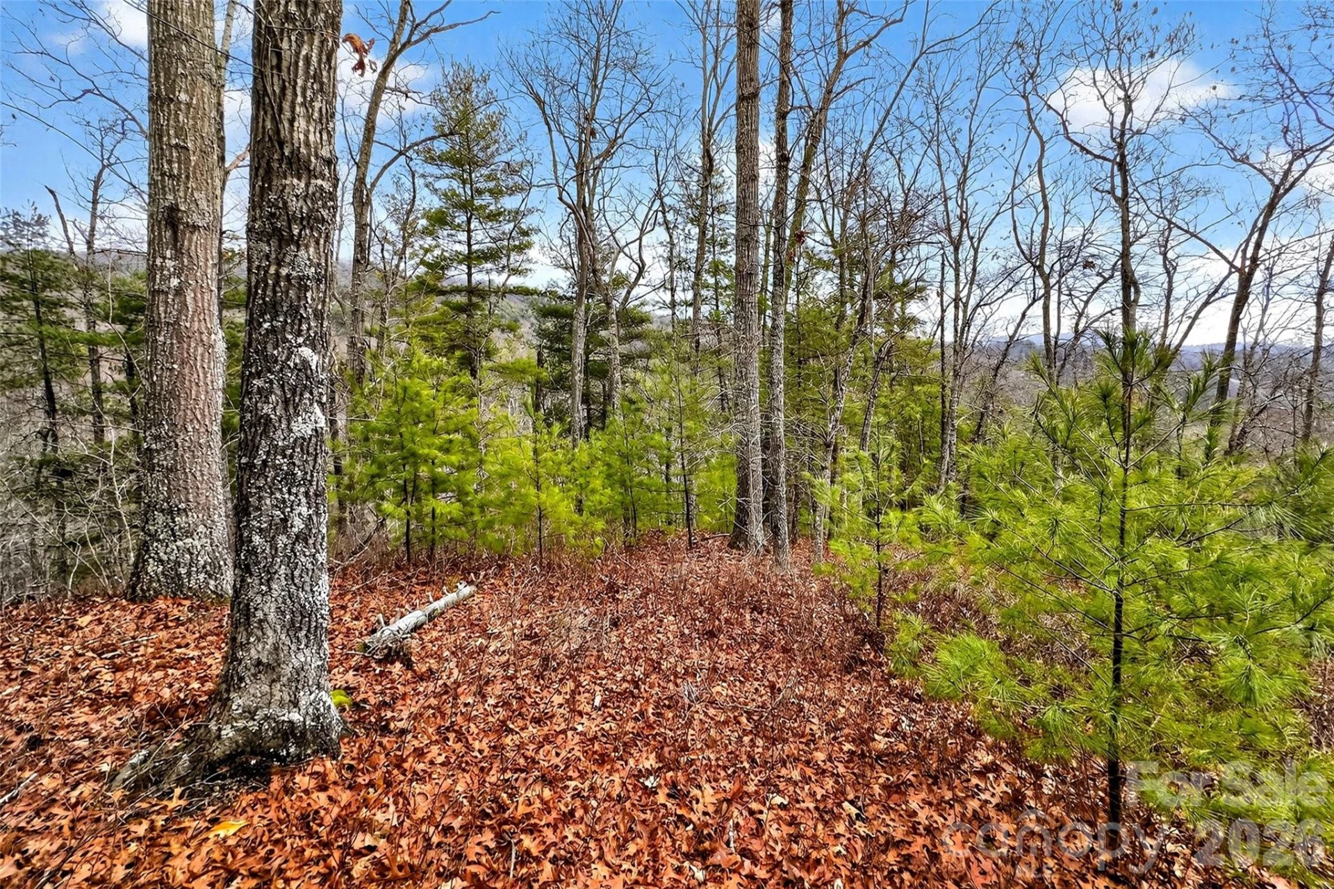 149 Turkey Trot Trail #17 - Photo 3
