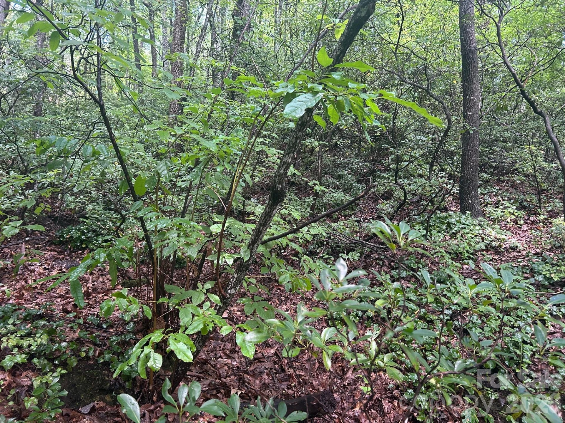 0 Pine Ridge Road #21 - Photo 10