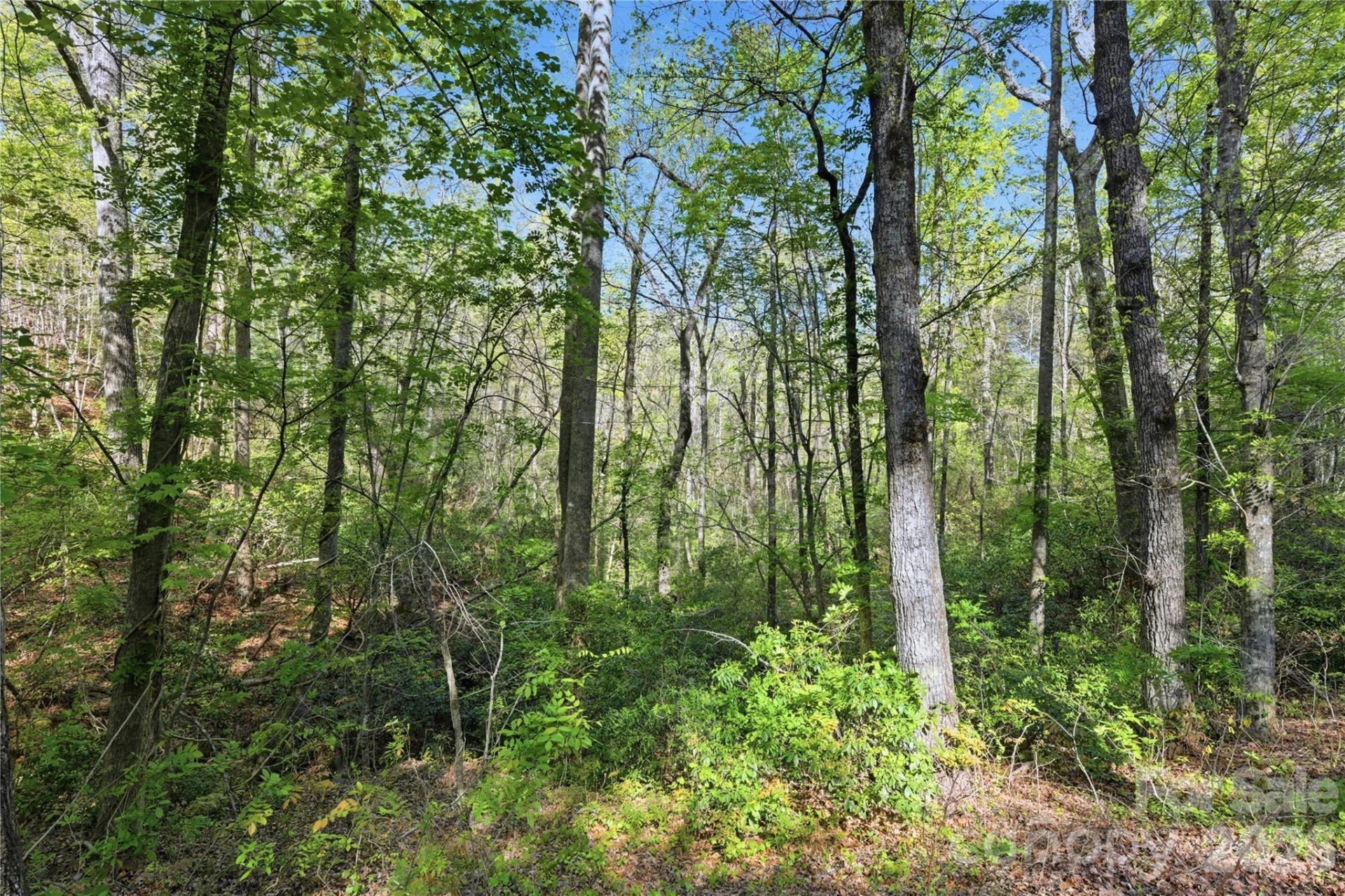 0 Wolf Trail #030 - Photo 3