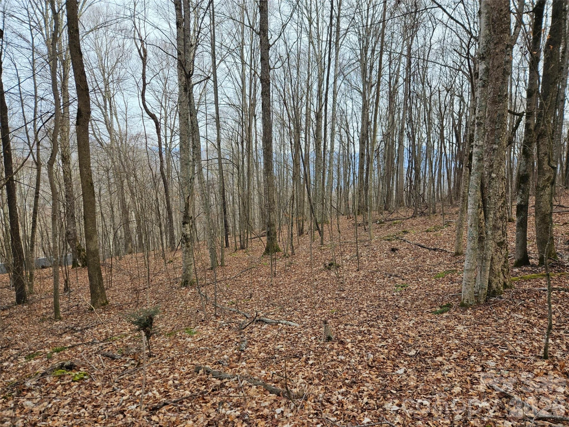 000 Slippery Rock Lane - Photo 7