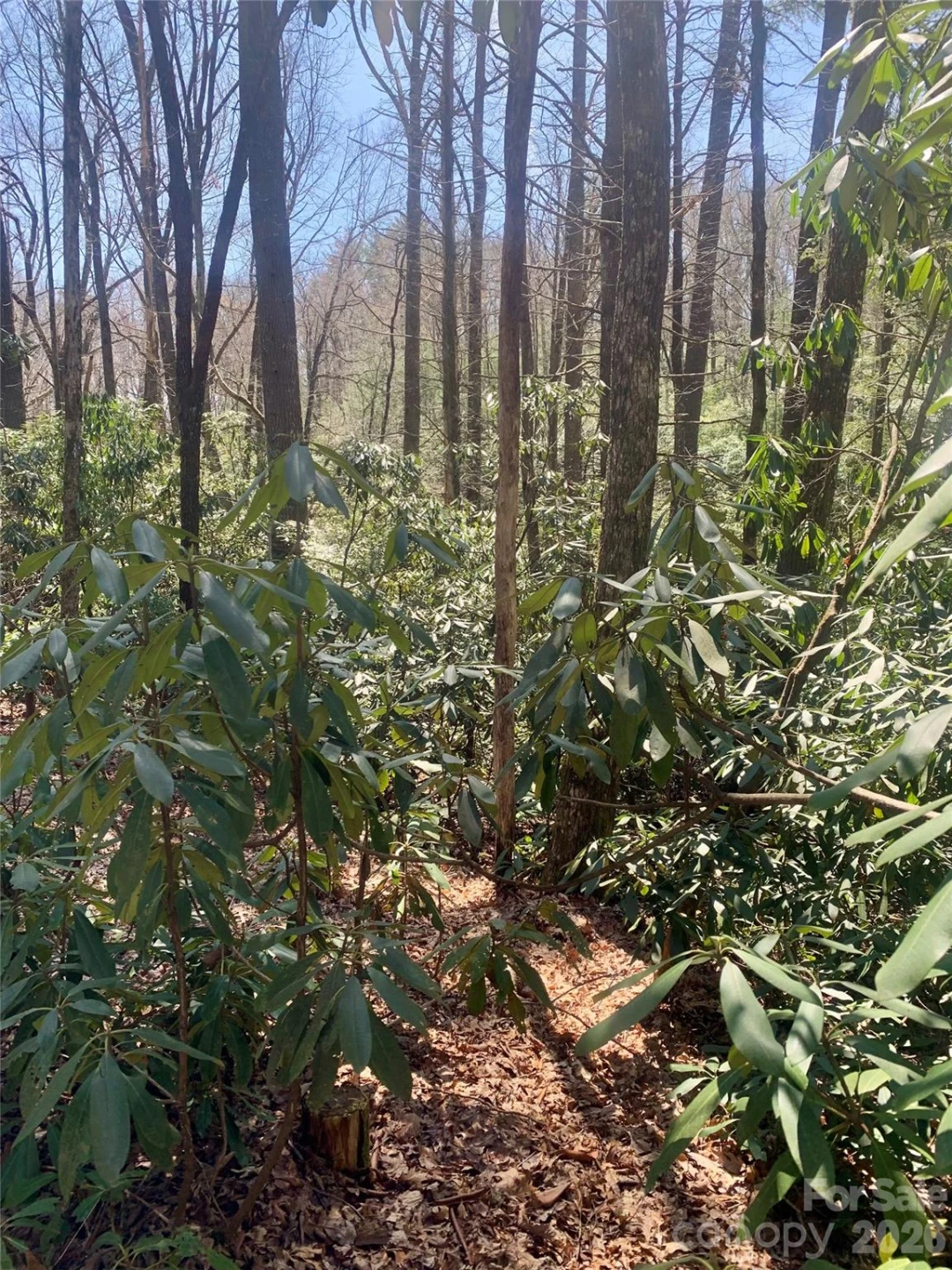 Lot 20A Indian Lake Road #20A - Photo 3