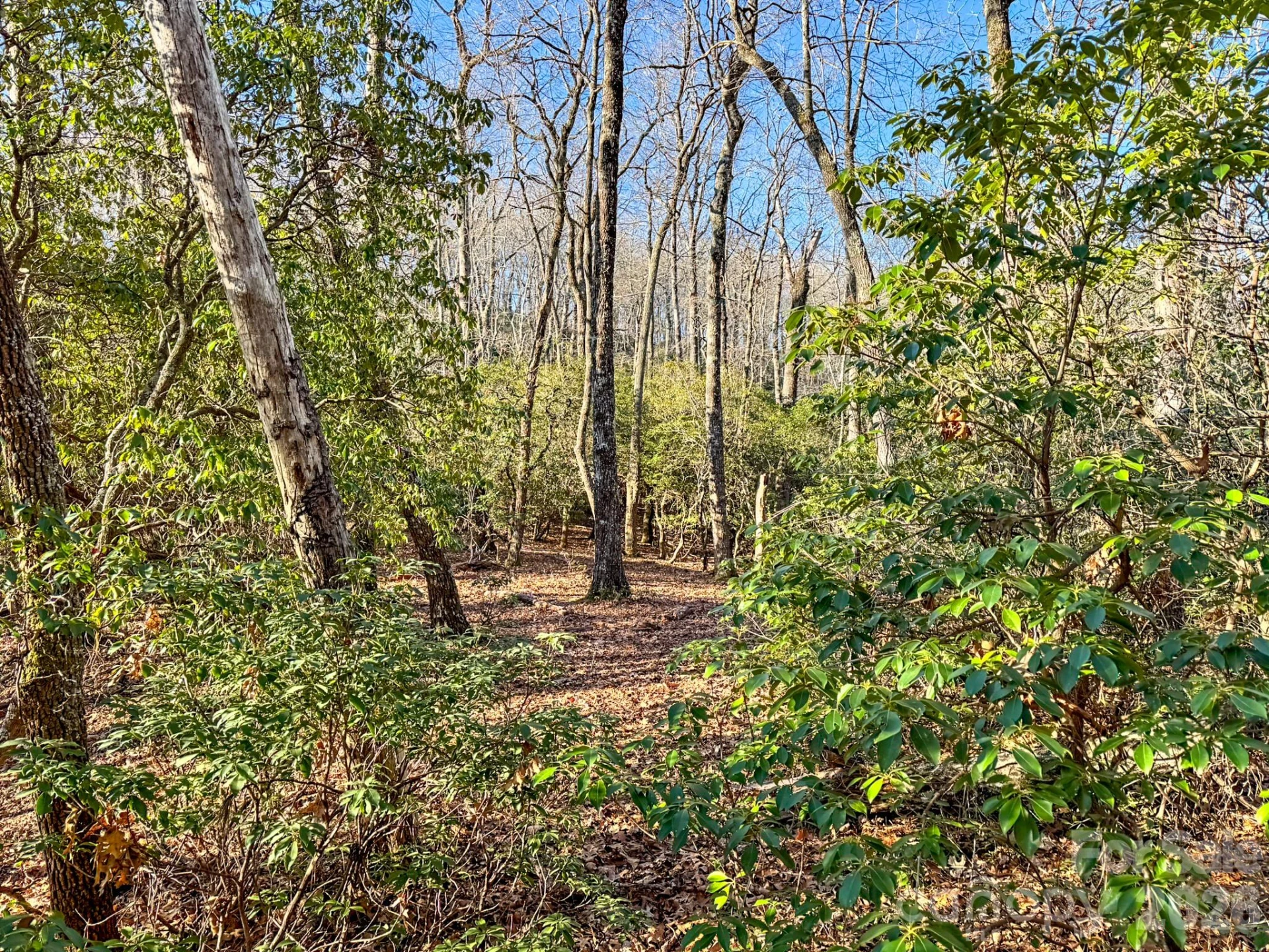 1647 Mills River Way - Photo 5