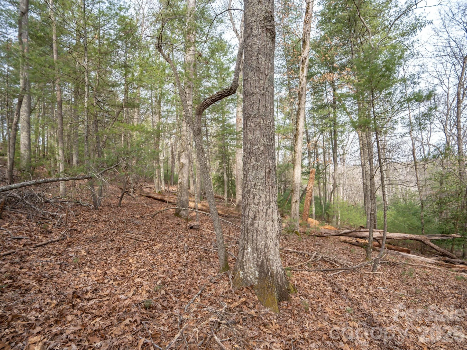 9999 Cedar Hill Drive #12 - Photo 14