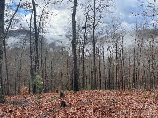 75 Wild Turkey Loop