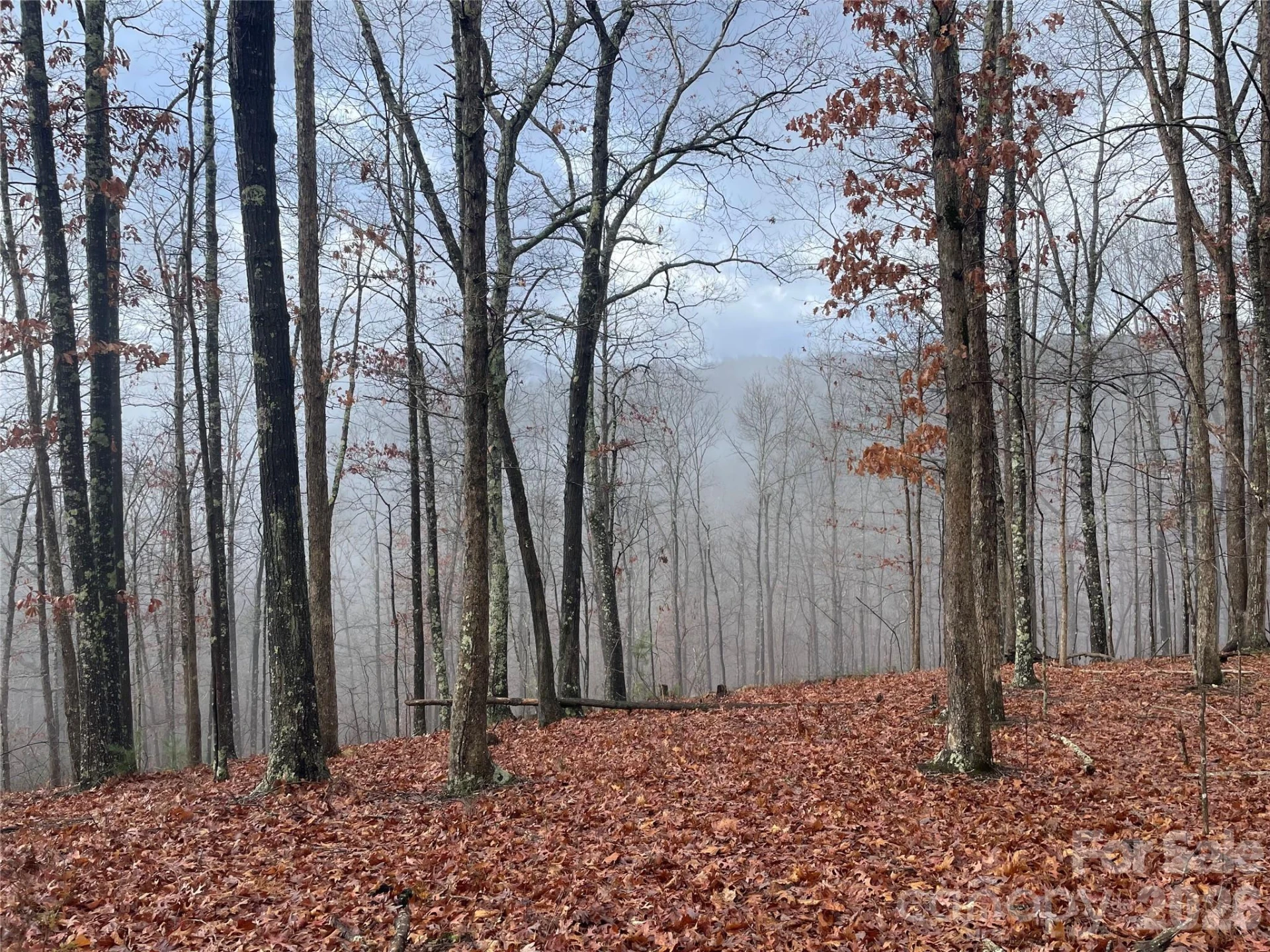 75 Wild Turkey Loop #31 - Photo 2