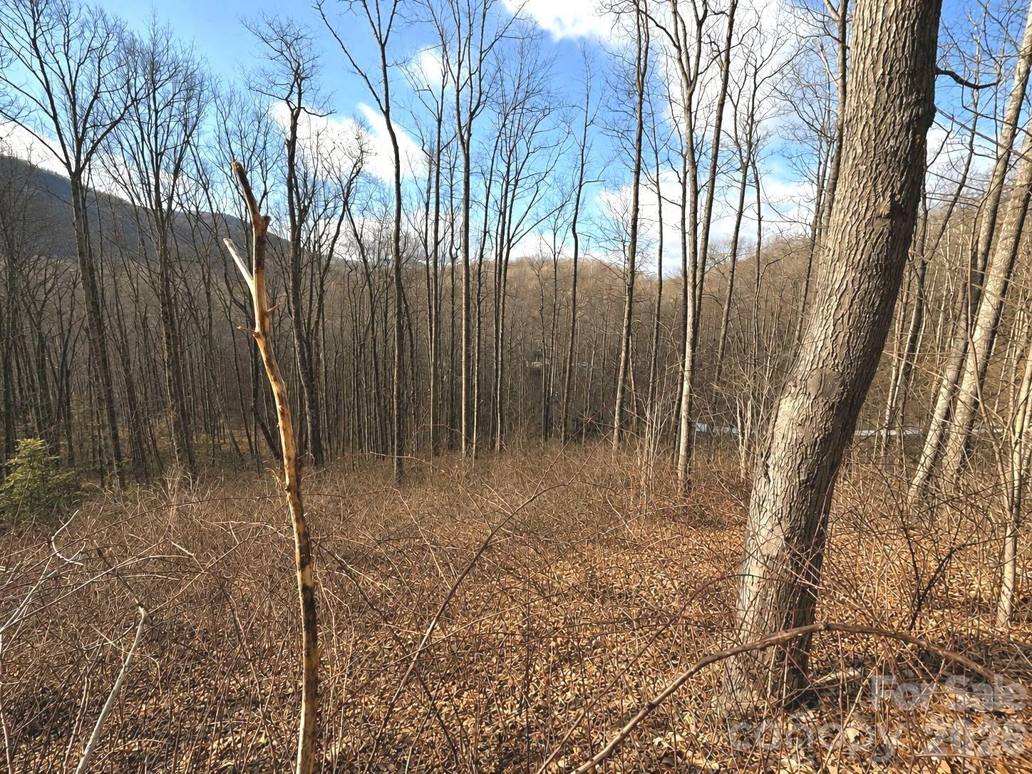 900 Fern Trail #31 - Photo 2