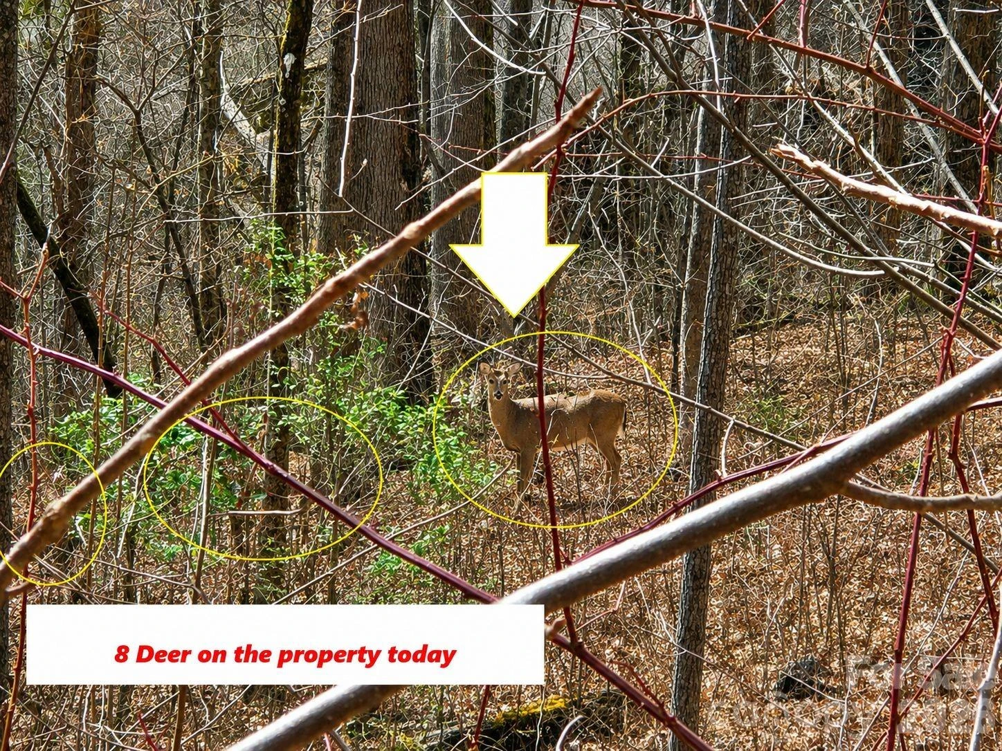 900 Fern Trail #31 - Photo 5