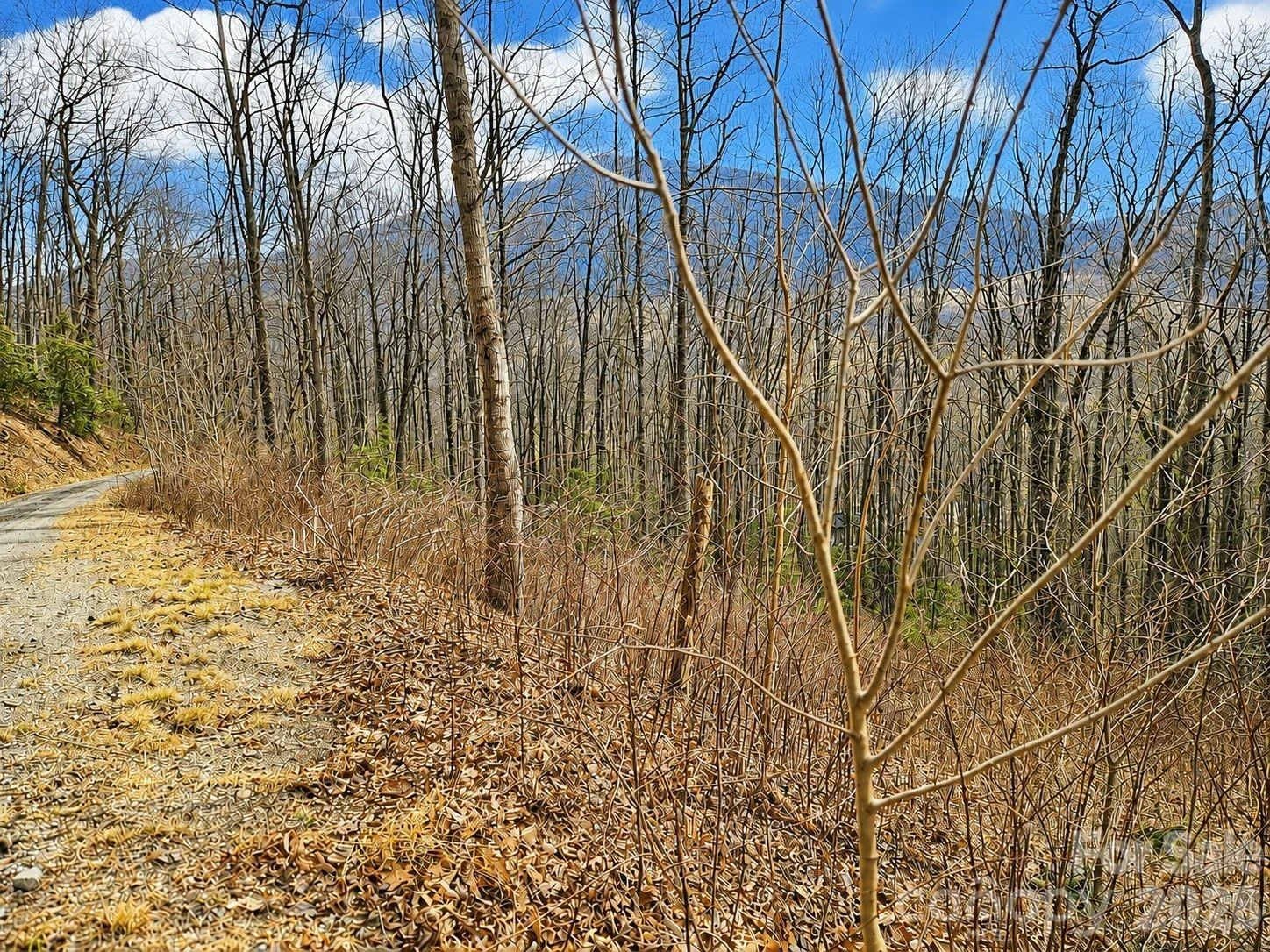 900 Fern Trail #31 - Photo 6