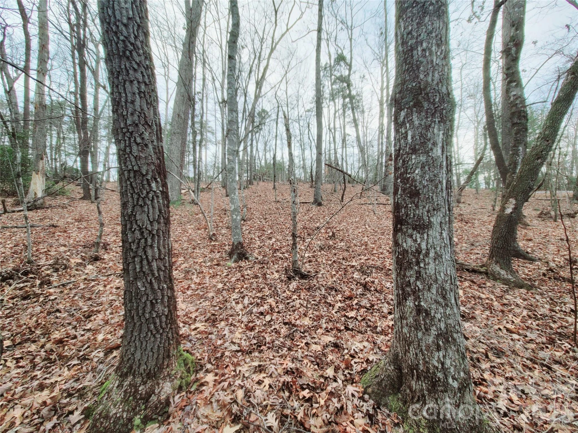 0 Birddog Boulevard #328 - Photo 19