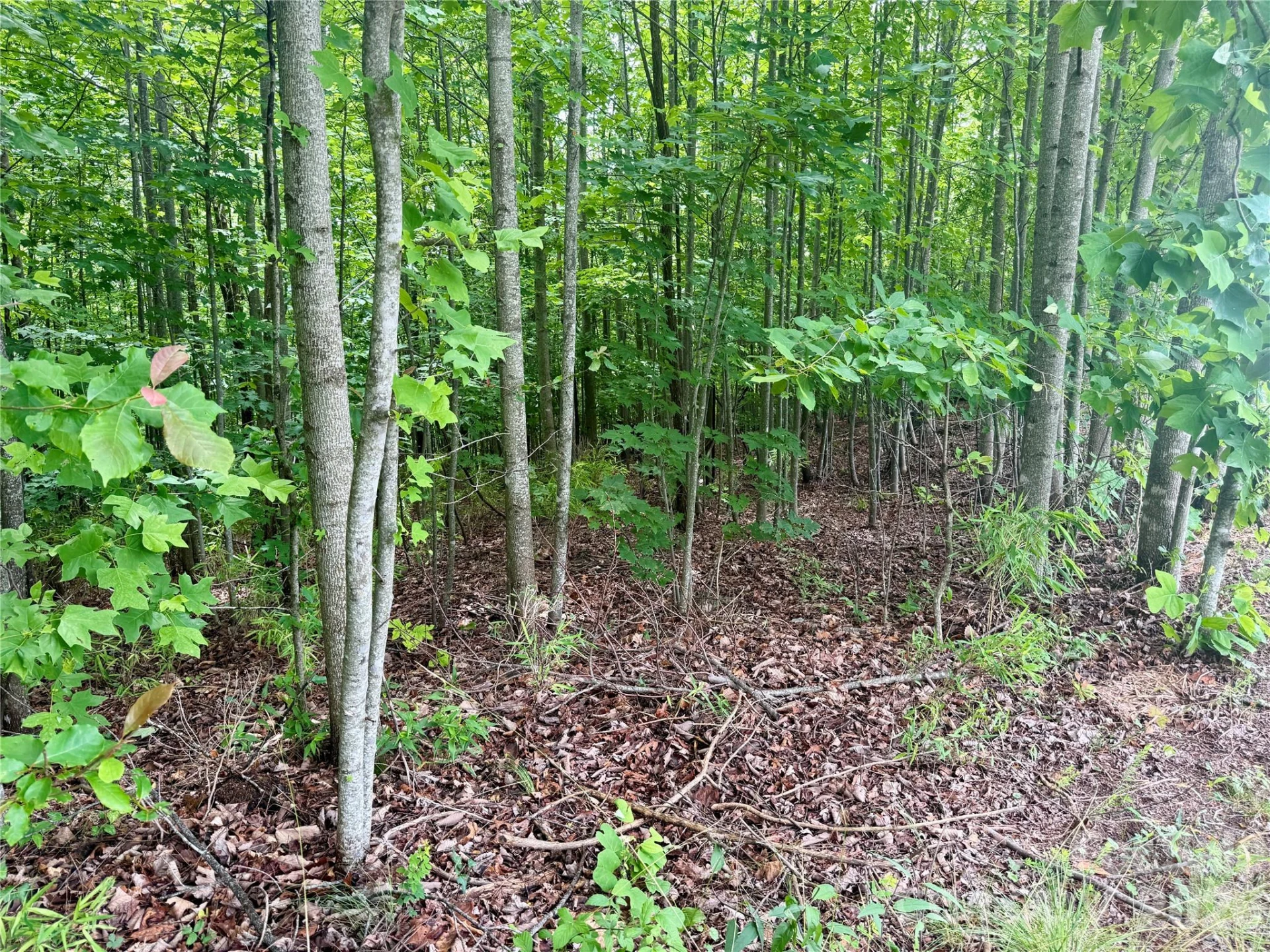 V/L Scenic Vista Drive #248 - Photo 11