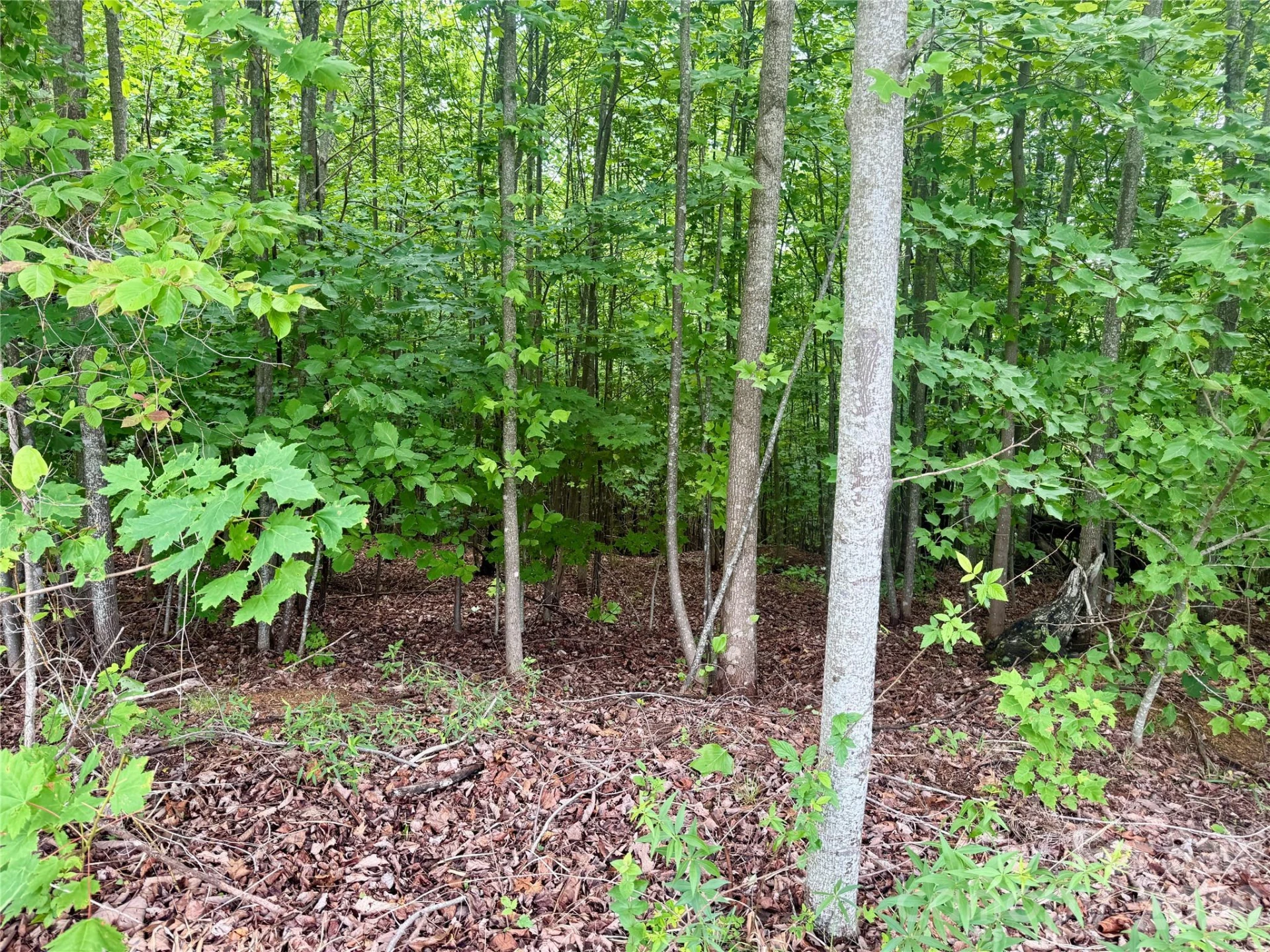 V/L Scenic Vista Drive #248 - Photo 3