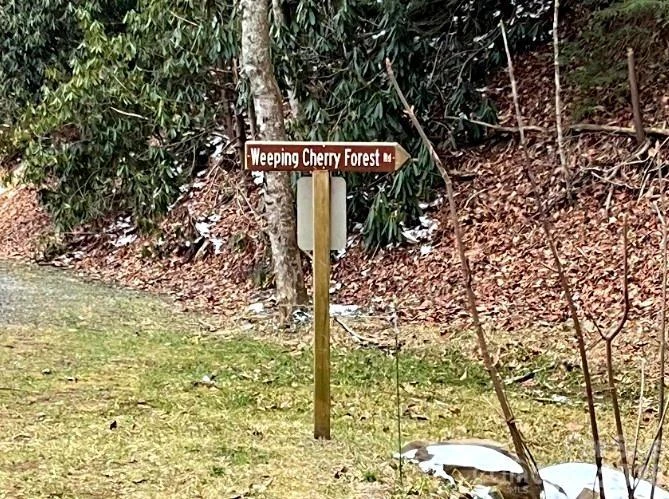 65 Weeping Cherry Forest Road - Photo 8