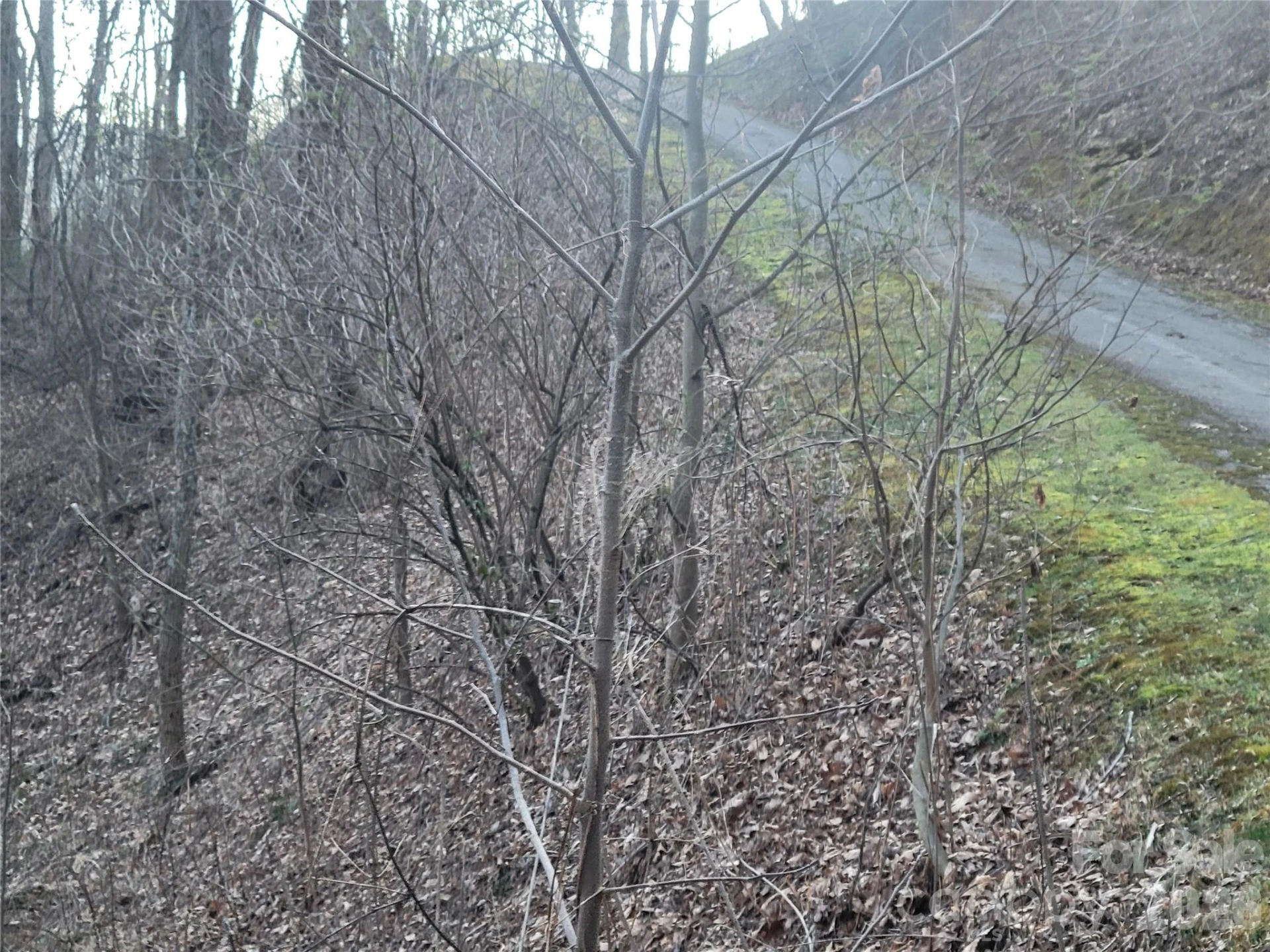 00 Covecrest Lane #17 - Photo 11