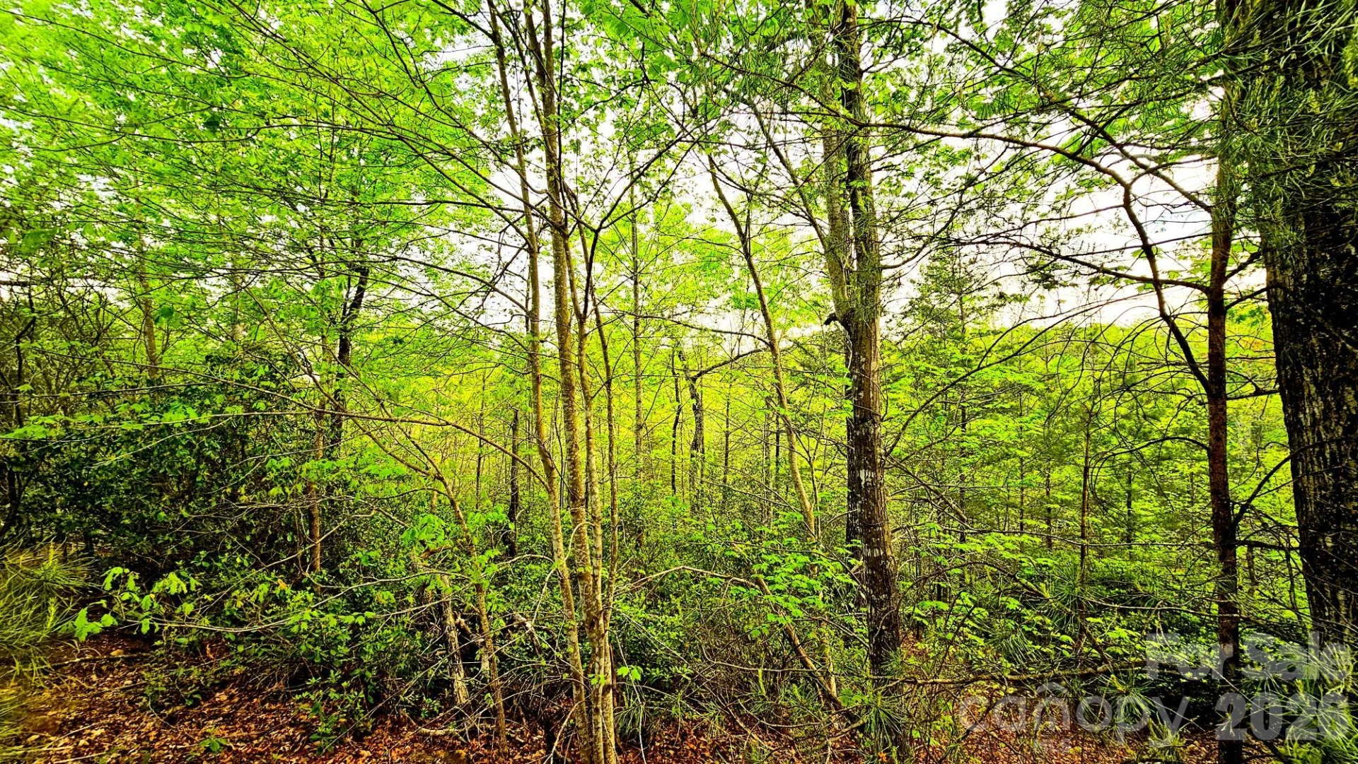 Lot 59 Bear Cliff Way - Photo 11