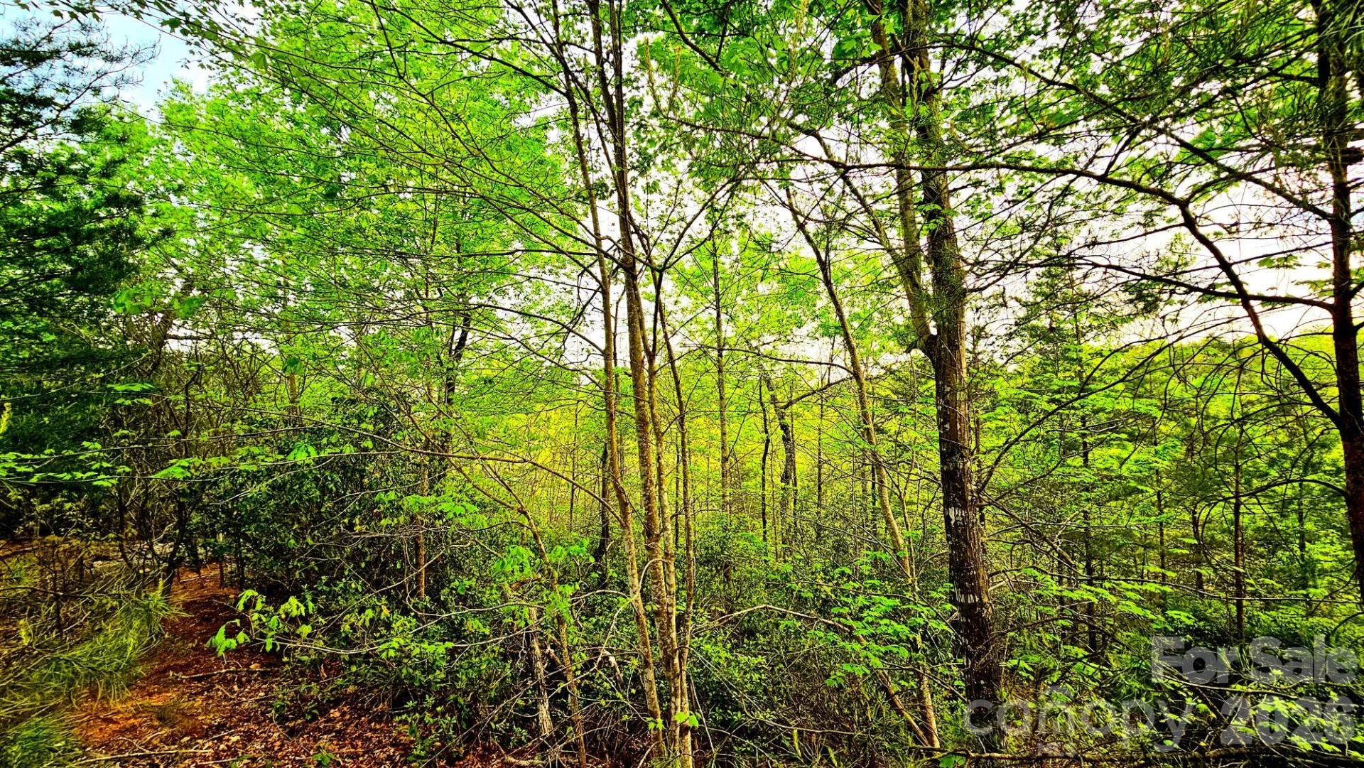 Lot 59 Bear Cliff Way - Photo 12