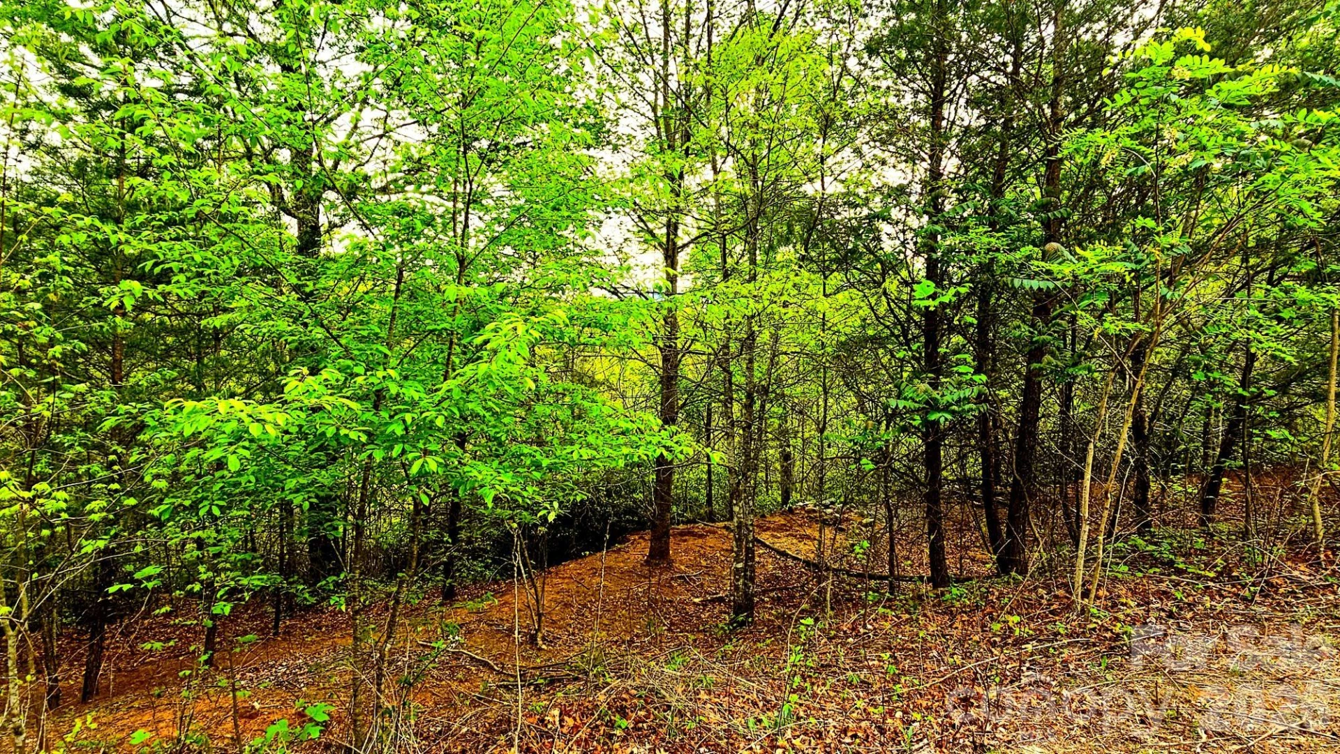 Lot 59 Bear Cliff Way - Photo 19