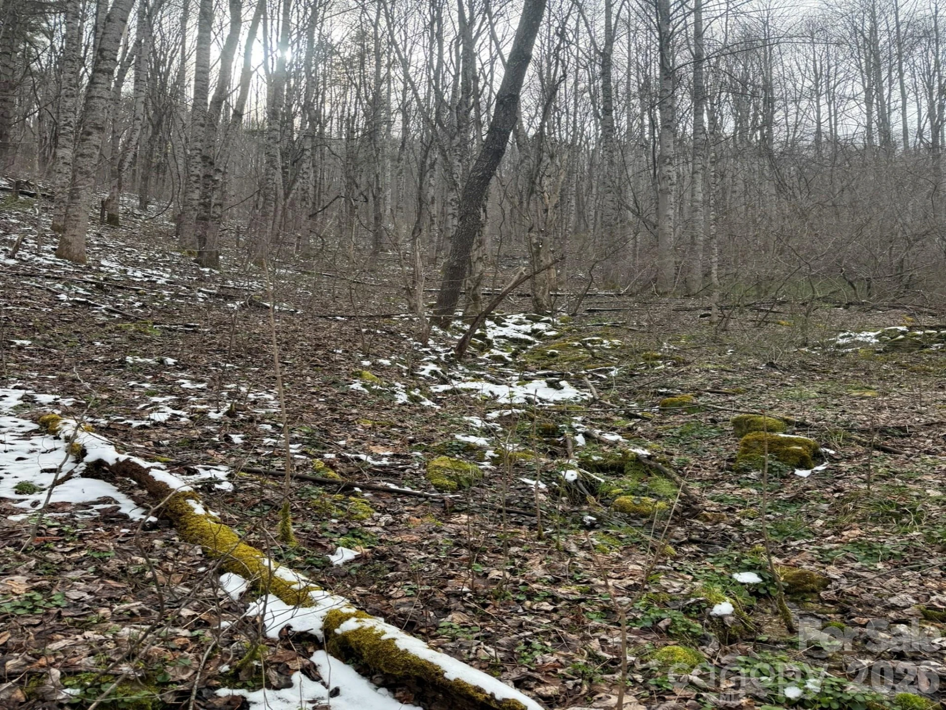 TBD 1.21 Acres Jass Cove Road - Photo 6