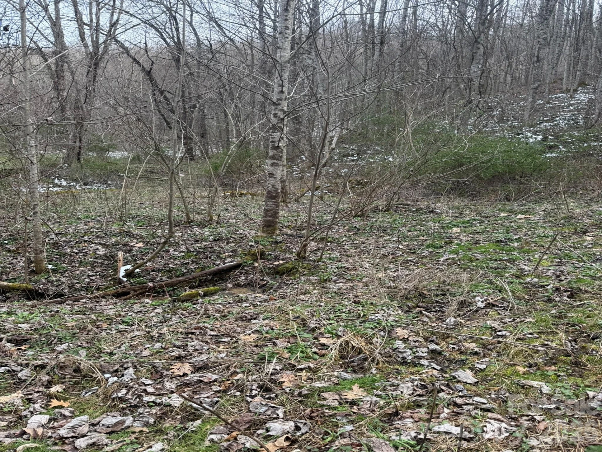 TBD 1.2 Acres Jass Cove Road - Photo 6