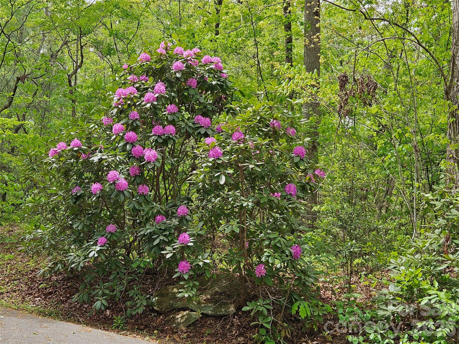 81 N Mill Ridge Road - Photo 7