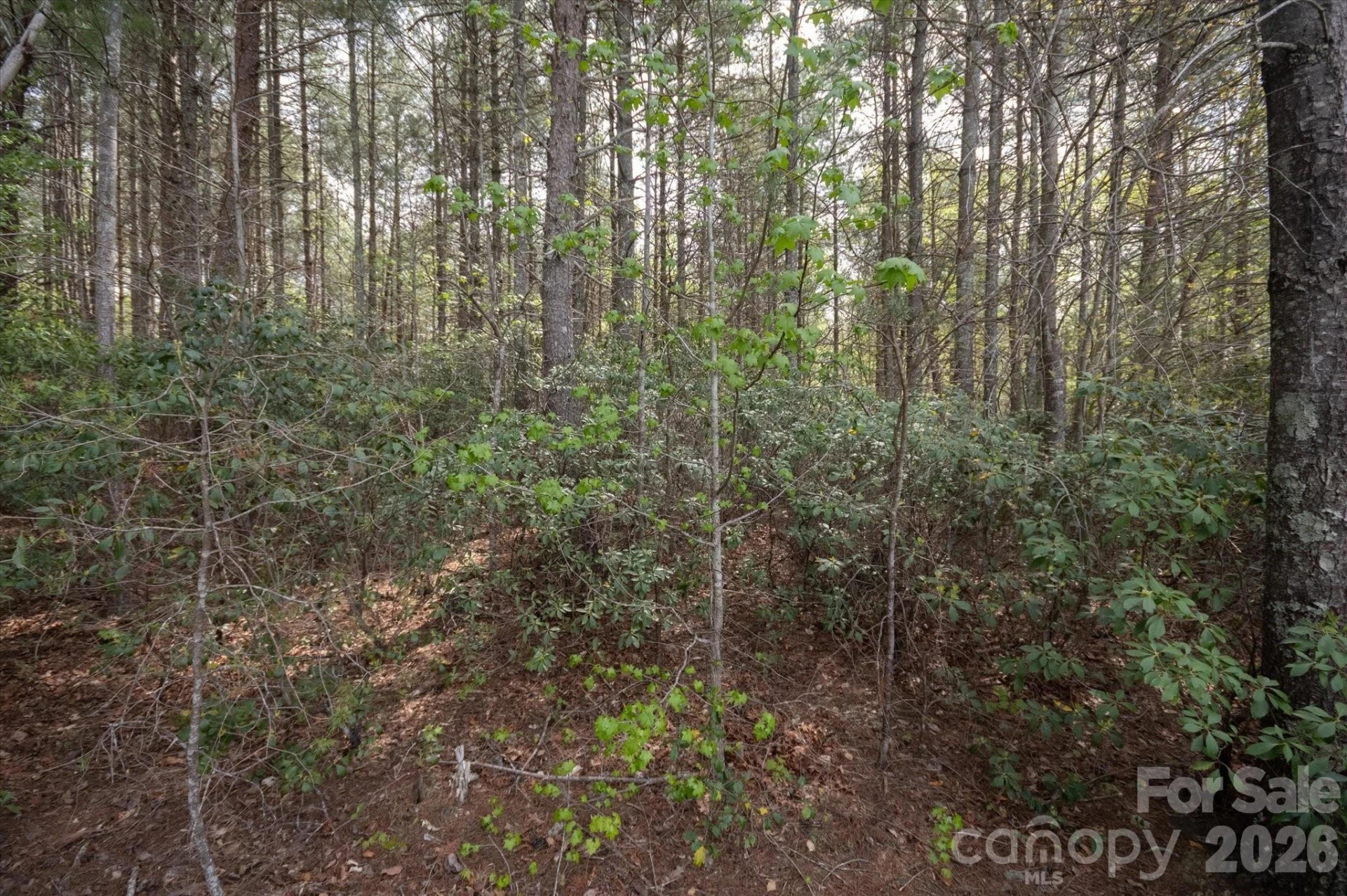 103 Big Tree Way - Photo 4