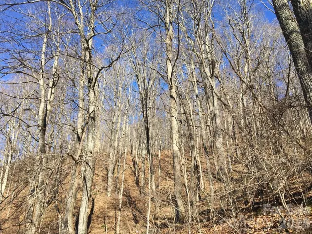 99999 Red Oak Forest Road, Fairview, NC, 28730