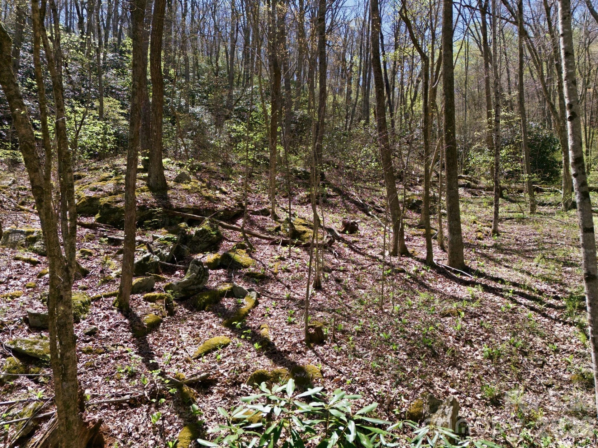 9999 Lytle Cove Road Road - Photo 12